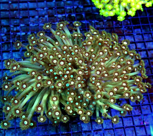 WYSIWYG 10X10 VERY VERY RARE COLORED HUGE INDO GONIOPORA-I HAVE NOT SEEN THIS COLOR BEFORE VERY MANY TIMES!! live coral for sale - Extreme Corals