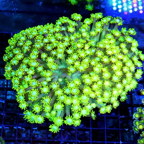 WYSIWYG 8X8 XXL FLORESCENT NEON YELLOW BLUE JEWELED EYED ULTRA GRADE COLLECTOR GONIOPORA live coral for sale - Extreme Corals