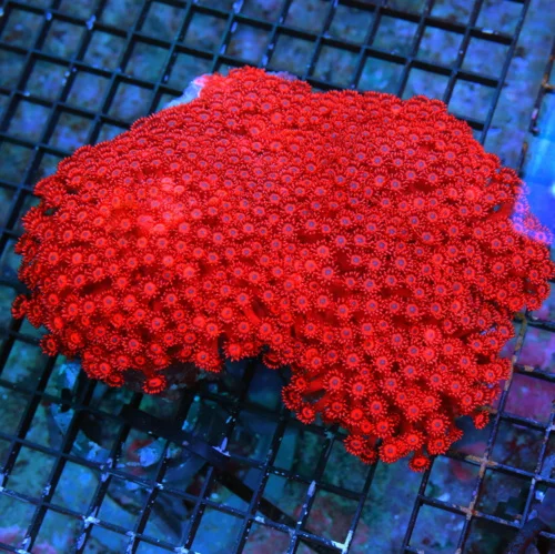 WYSIWYG 8X7 GIGANTIC ULTIMATE CENTERPIECE BRILLIANT NEON RED ULTRA ULTRA CENTERPIECE CHERRY BOMB RED GONIOPO live coral for sale at Extreme Corals