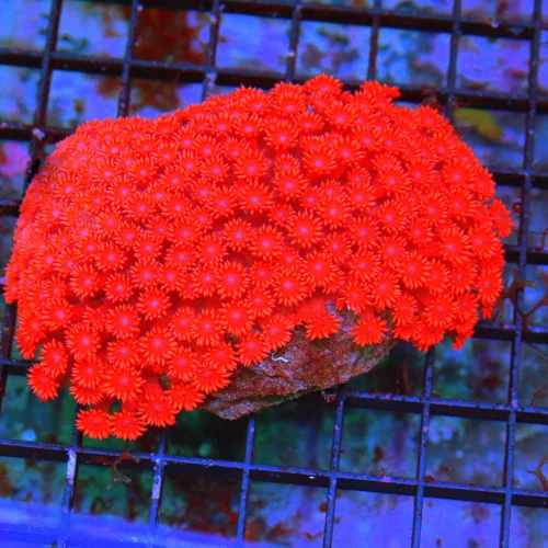 WYSIWYG 5X4.5 XXL GIANT ULTRA CENTERPIECE RED FIRECRACKER CHERRY BOMB GONIOPORA-INCREDIBLE CENTERPIECE live coral for sale at Extreme Corals