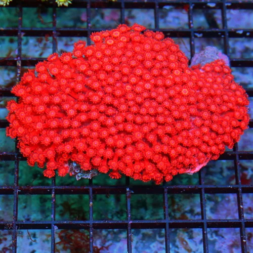 WYSIWYG 5.5X4.5 XXL GIANT ULTRA CENTERPIECE RED FIRECRACKER CHERRY BOMB GONIOPORA-INCREDIBLE CENTERPIECE live coral for sale - Extreme Corals