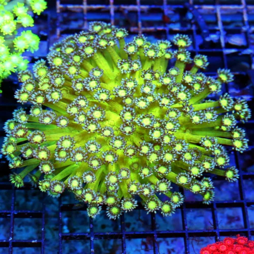 WYSIWYG 6.5X6.5 ULTIMATE COLLECTORS ITEM "GLITTER MORPH COLLECTORS ITEM GONIOPORA" INSANE SPECIMEN live coral for sale at Extreme Corals