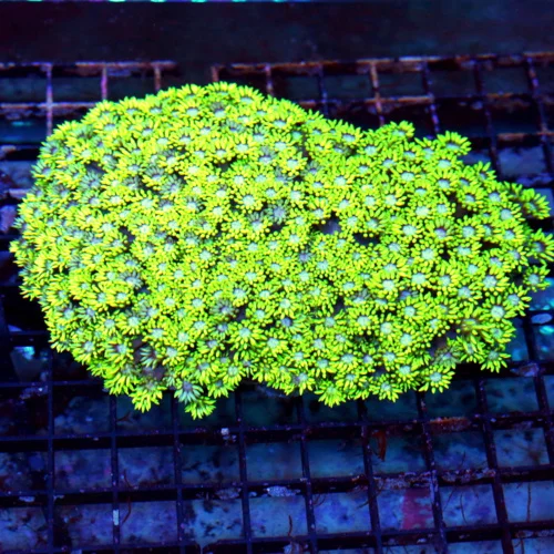 WYSIWYG 7X5 XXL FLORESCENT NEON YELLOW BLUE JEWELED EYED ULTRA GRADE COLLECTOR GONIOPORA live coral for sale - Extreme Corals