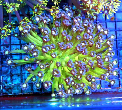 WYSIWYG 6X6 SCOTT'S HANDPICKED ULTRA ULTRA GRADE XL "ULTIMATE TWINKLER GONIOPORA" BOOK QUALITY PIECE live coral for sale - Extreme Corals