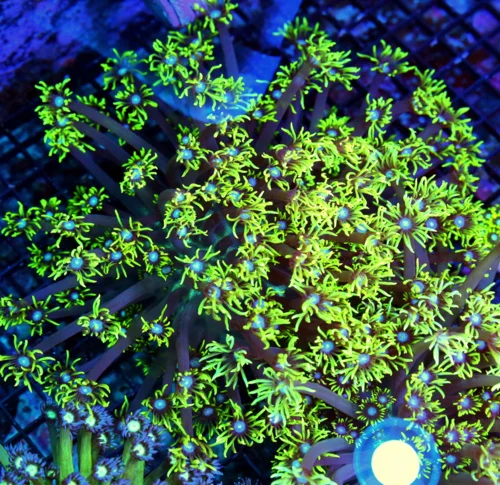 WYSIWYG 10X10 BLUE EYED ULTRA FLORESCENT NEON TOXIC YELLOW "BLUE JEWELED EYED" INDO GONIOPORA live coral for sale - Extreme Corals