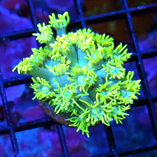 EXTREMECORALS ULTRA COLORED ULTRA GRADE SCREAMING YELLOW GONIOPORA MINI COLONY