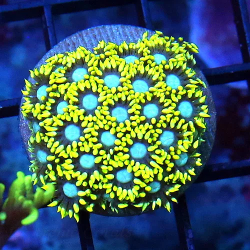 EXTREMECORALS ULTRA COLORED ULTRA GRADE SCREAMING YELLOW GONIOPORA MINI COLONY