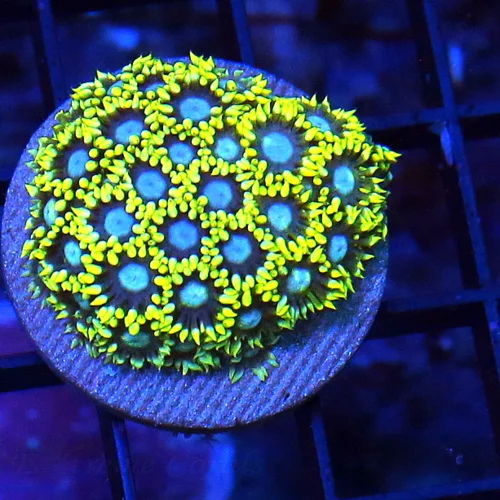 EXTREMECORALS ULTRA COLORED ULTRA GRADE SCREAMING YELLOW GONIOPORA MINI COLONY