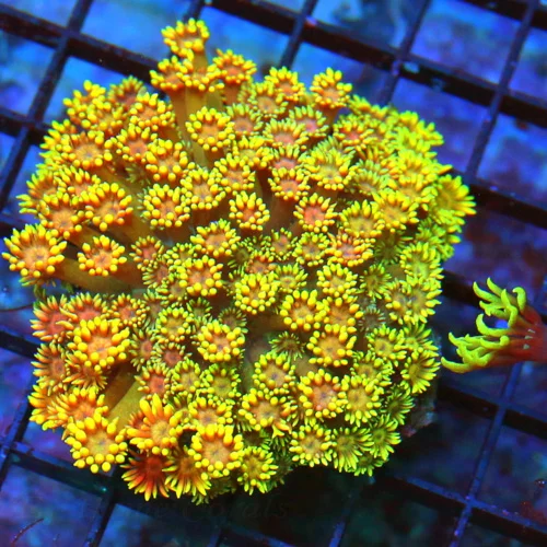 WYSIWYG 4.5X4 ULTRA SUPER RAINBOW COLLECTORS TIEM SUPER SHOWPIECE RAINBOW GONIOPORA live coral for sale - Extreme Corals