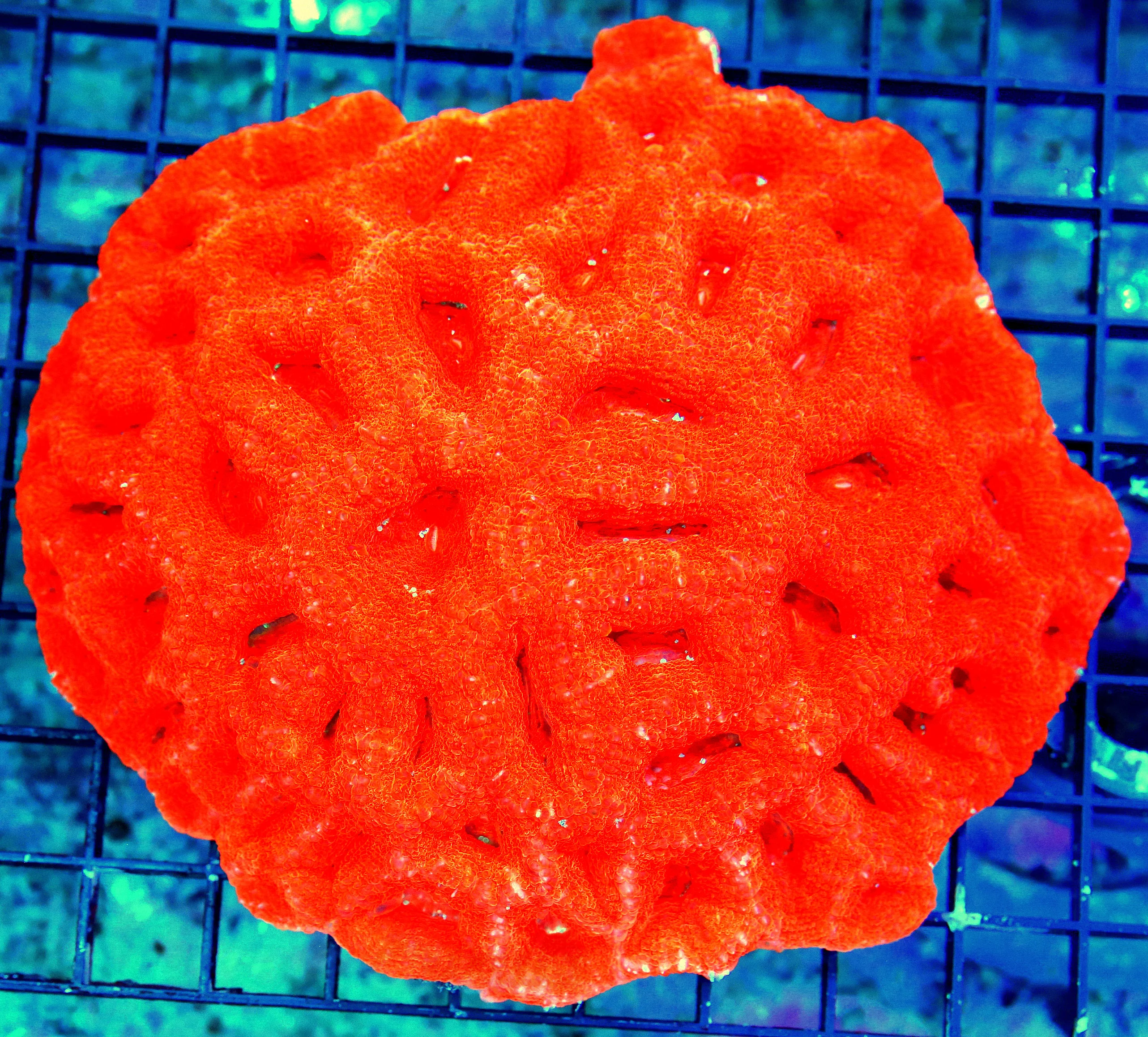 WYSIWYG 8x7 SHOWSIZE ACANTHASTREA BOWERBANKI-CENTERPIECE OF ANYONES TANK live coral for sale - Extreme Corals