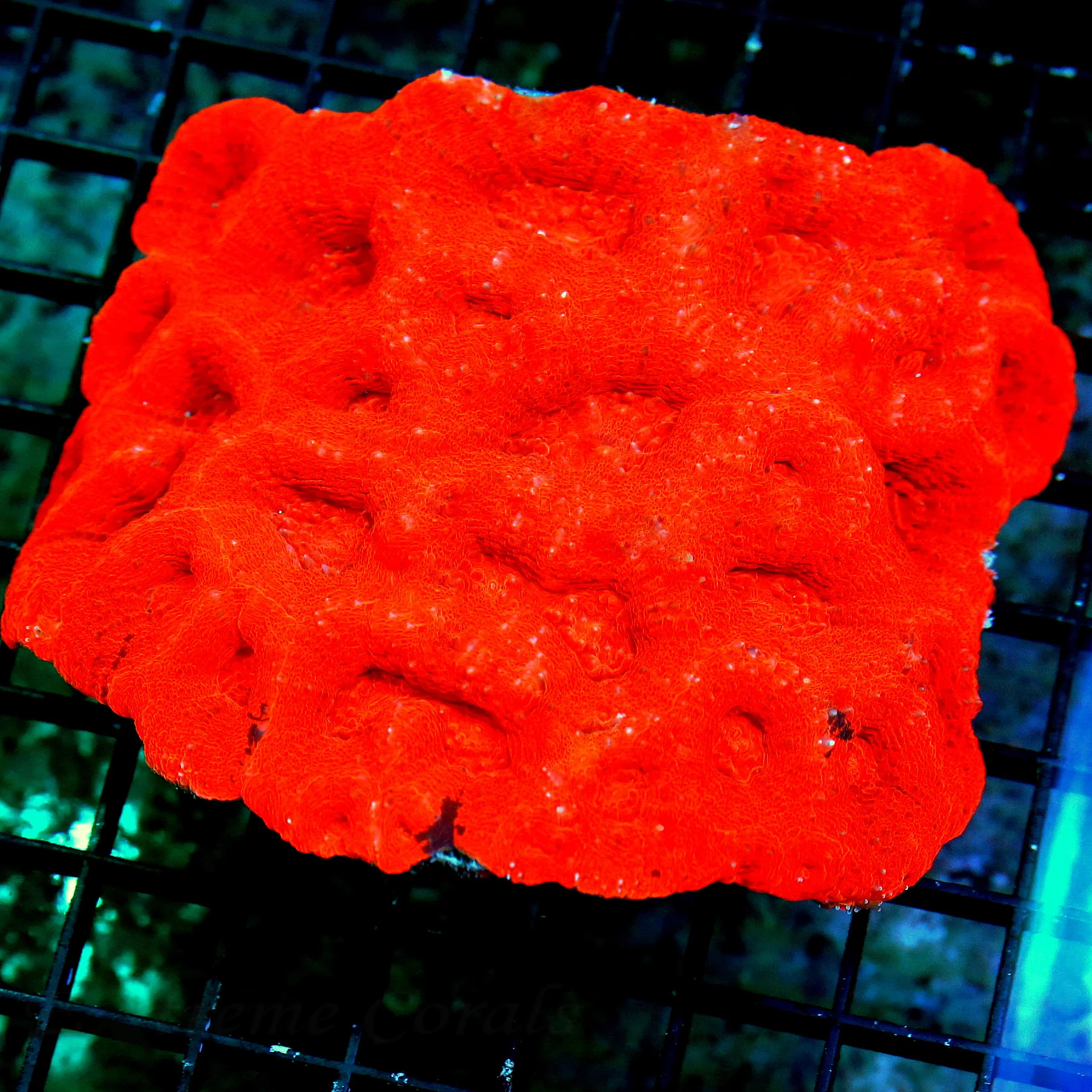 WYSIWYG 7x7 SHOWSIZE ACANTHASTREA BOWERBANKI-CENTERPIECE OF ANYONES TANK live coral for sale - Extreme Corals