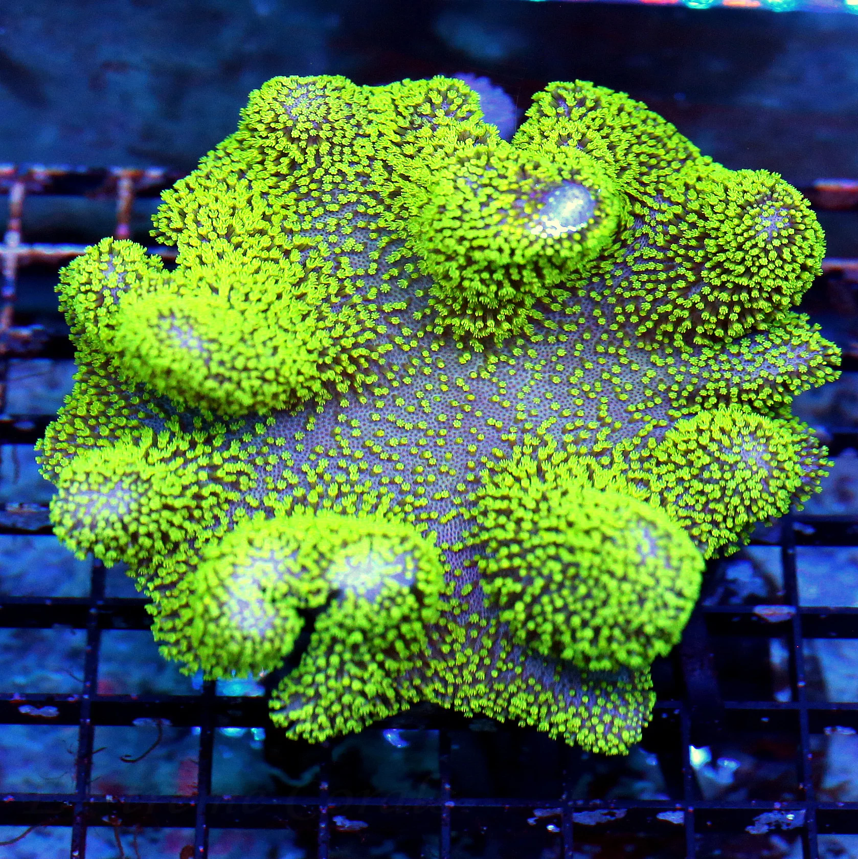 WYSIWYG 6X5 OUT OF THIS WORLD NEO NEON GREEN AND PURPLE XXL AUSSIE CROWN LEATHER-AWESOME live coral for sale - Extreme Corals