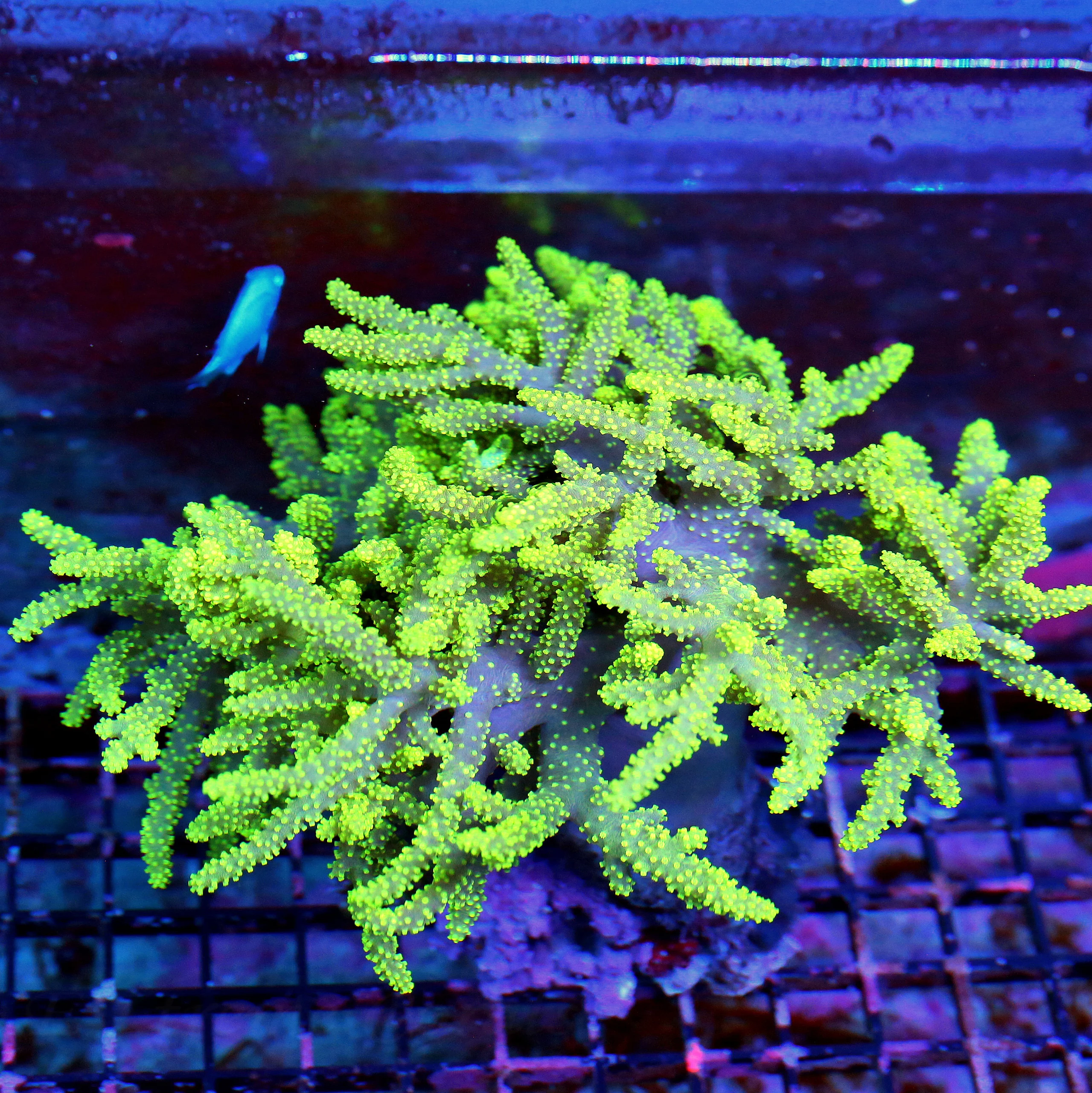 WYSIWYG 14X12 SUPER NEON LEMONLIME YELLOW HUGE SPAGHETTI LEATHER NOT FULLY OPEN IN PHOTO live coral for sale - Extreme Corals