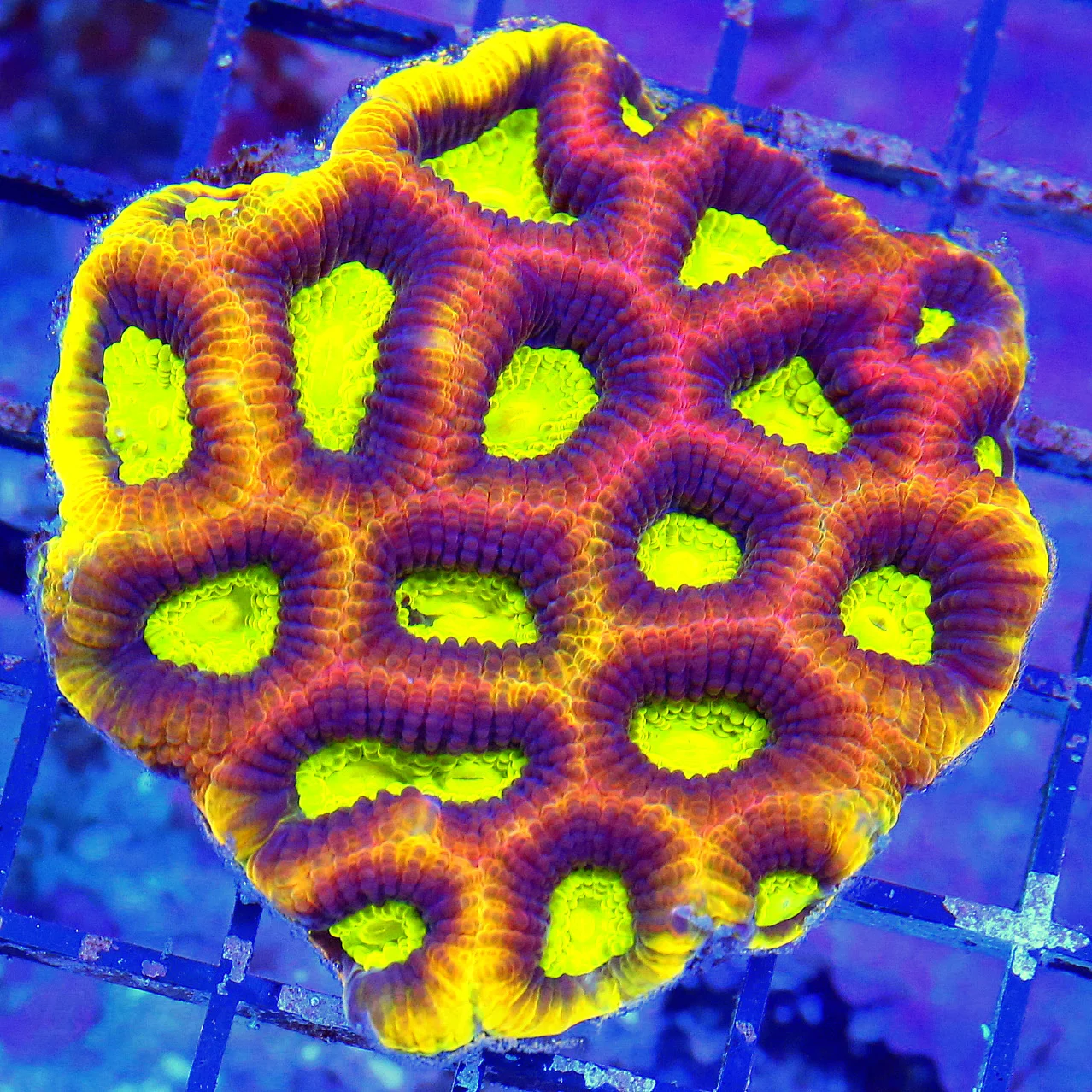 WYSIWYG 4X4 ULTRA COLORED ULTRA GRADE DRAGON SOUL FAVIA-VERY BRIGHT COLOR! live coral for sale - Extreme Corals