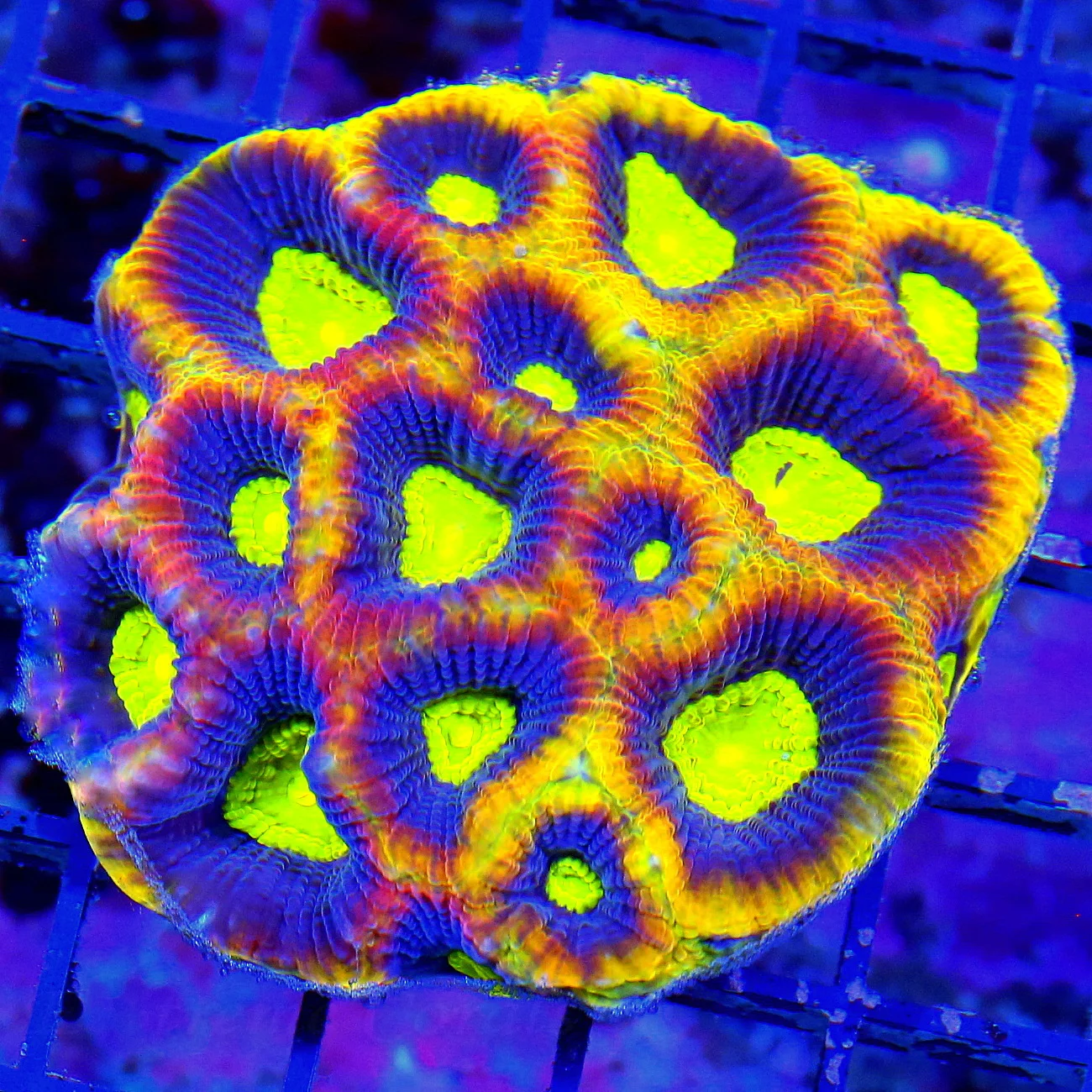 WYSIWYG 4X4 YELLOW RIMMED ULTRA COLORED DRAGON SOUL FAVIA-STUNNING live coral for sale - Extreme Corals