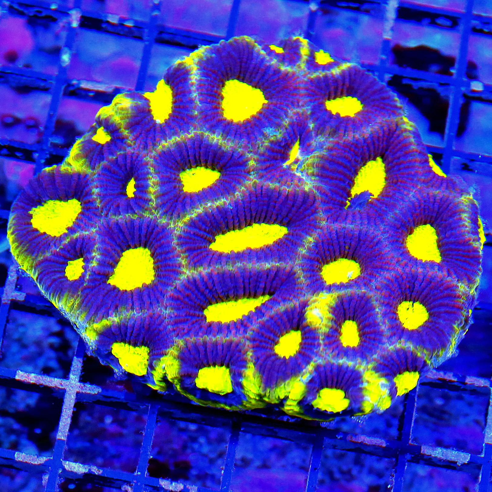 WYSIWYG 5X5 GLOWING PREDATOR BLOOD YELLOW EYED PURPLE ULTRA COLORED PURPLE DIAMOND FAVIA-AWESOME COLOR!! live coral for sale - Extreme Corals