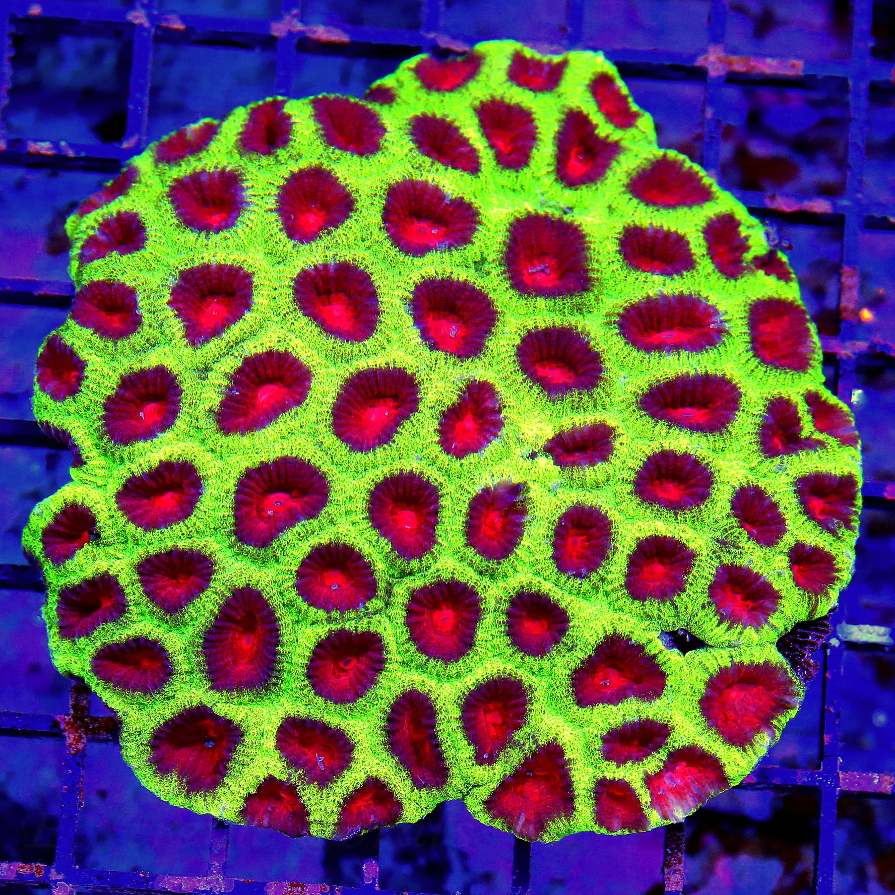 WYSIWYG 5X5 SUPER SUPER ULTRA COLORED CHRISTMAS FAVIA-THIS ONE IS PERFECT!!! live coral for sale - Extreme Corals