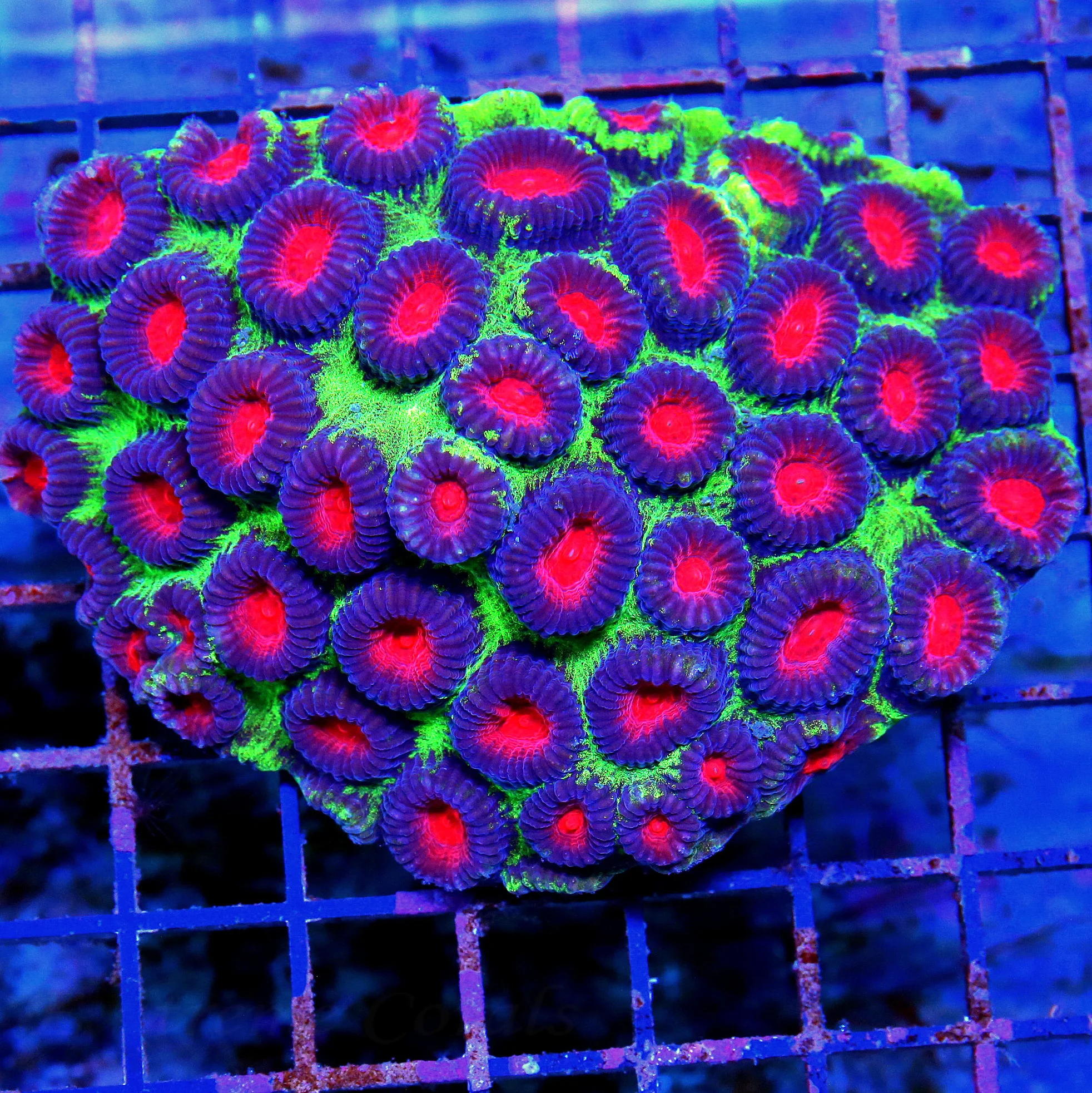 WYSIWYG 5.5X5 HANDPICKED BY SCOTT SUPER ULTRA COLORED COLLECTORS ITEM REVERSE WATERMELON FAVIA live coral for sale - Extreme Corals