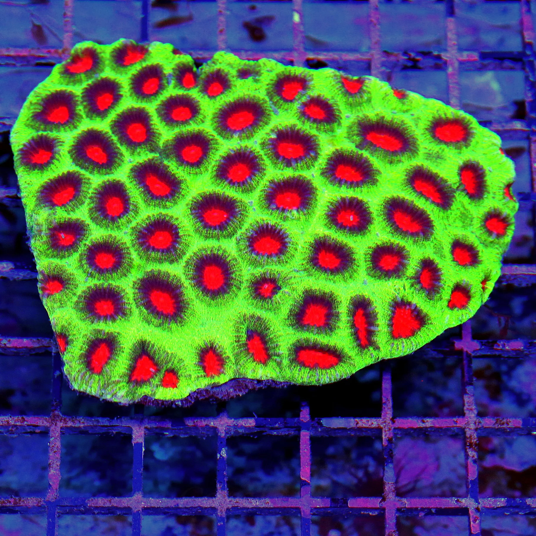 WYSIWYG 5.5X5 LARGE ULTRA COLORED WATERMELON FAVIA-THIS SPECIMEN COLOR IS VERY INTENSE live coral for sale - Extreme Corals