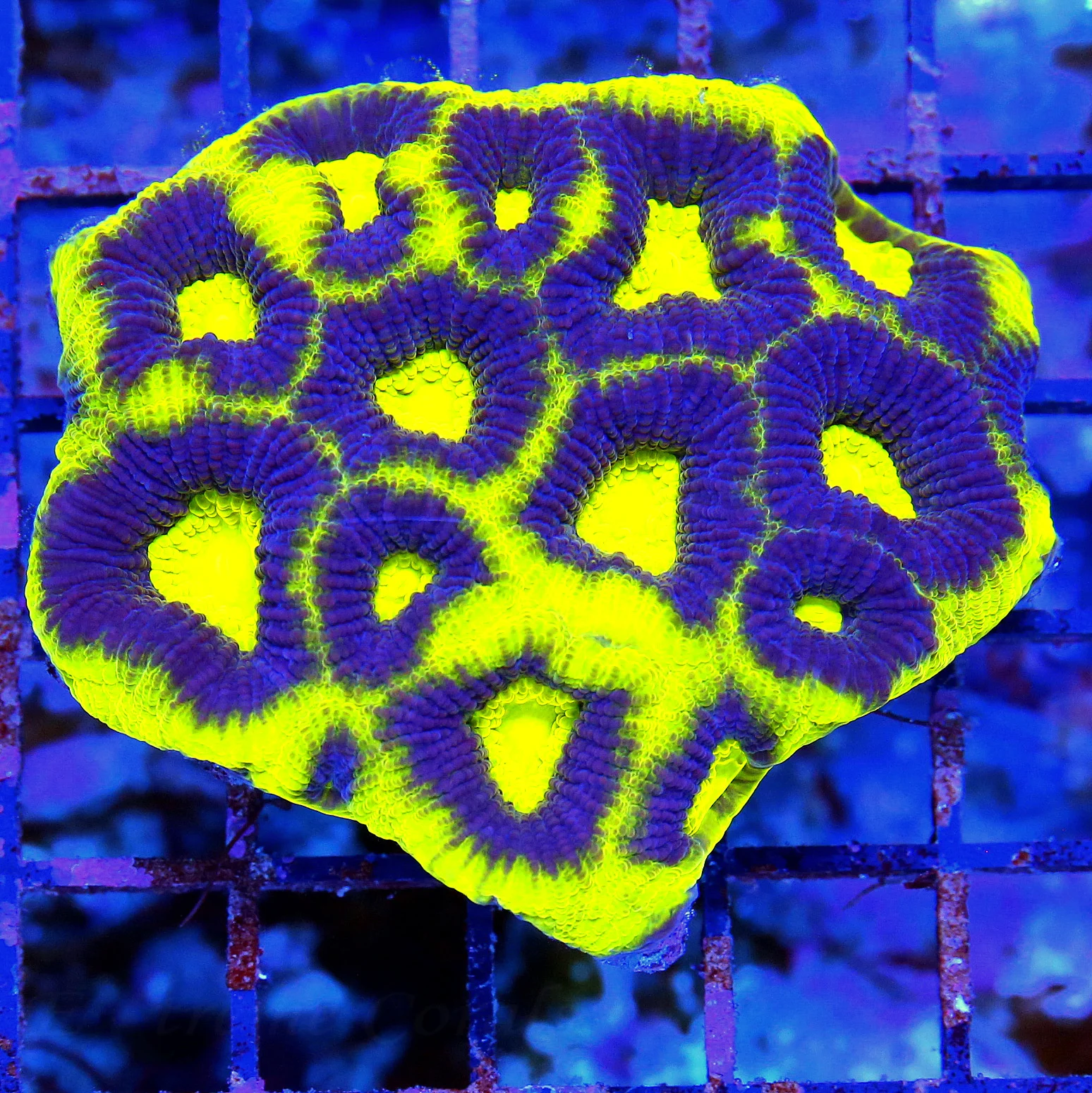 WYSIWYG 3.5X3.5 OUTSTANDING ULTRA COLORED ULTRA GRADE PREDATOR BLOOD IND FAVIA-INCREDIBLE SPECIMEN live coral for sale - Extreme Corals