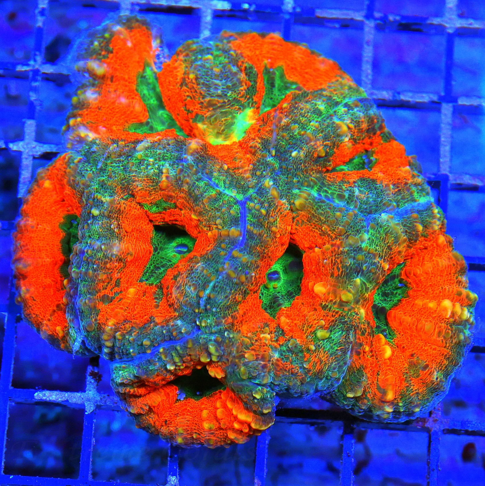 WYSIWYG 4.5X4 SUPER ULTRA MULTICOLORED ORANGE AUSSIE LOBOPHYLLIA-VERY VERY NICE!!! live coral for sale - Extreme Corals