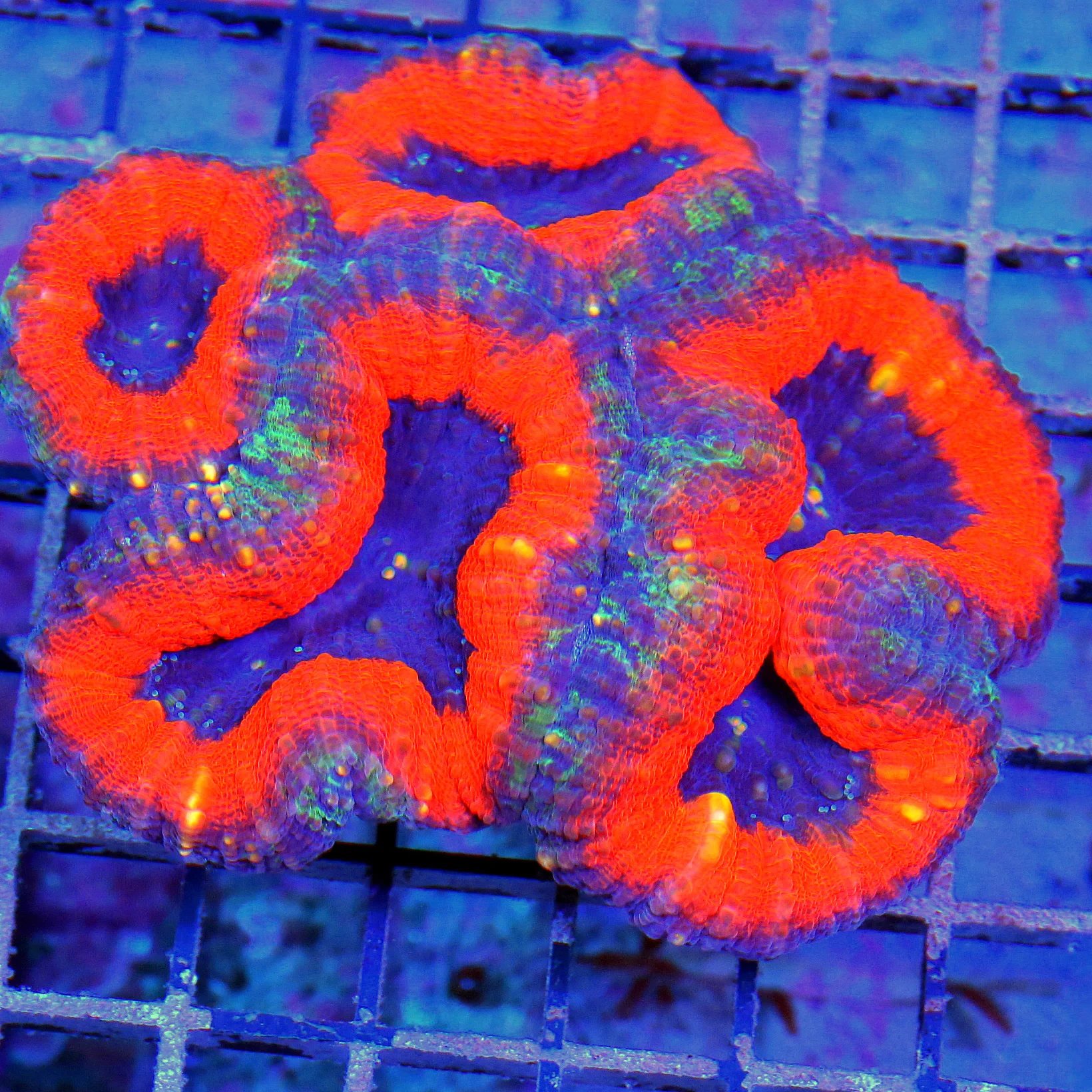 WYSIWYG 4.5X4.5 WOWEE THIS IS INCREDIBLE SUPER SUPER PURPLE BLUE AND ORANG TRICOLORED SHOWPIECE LOBOPHYLLIA live coral for sale - Extreme Corals