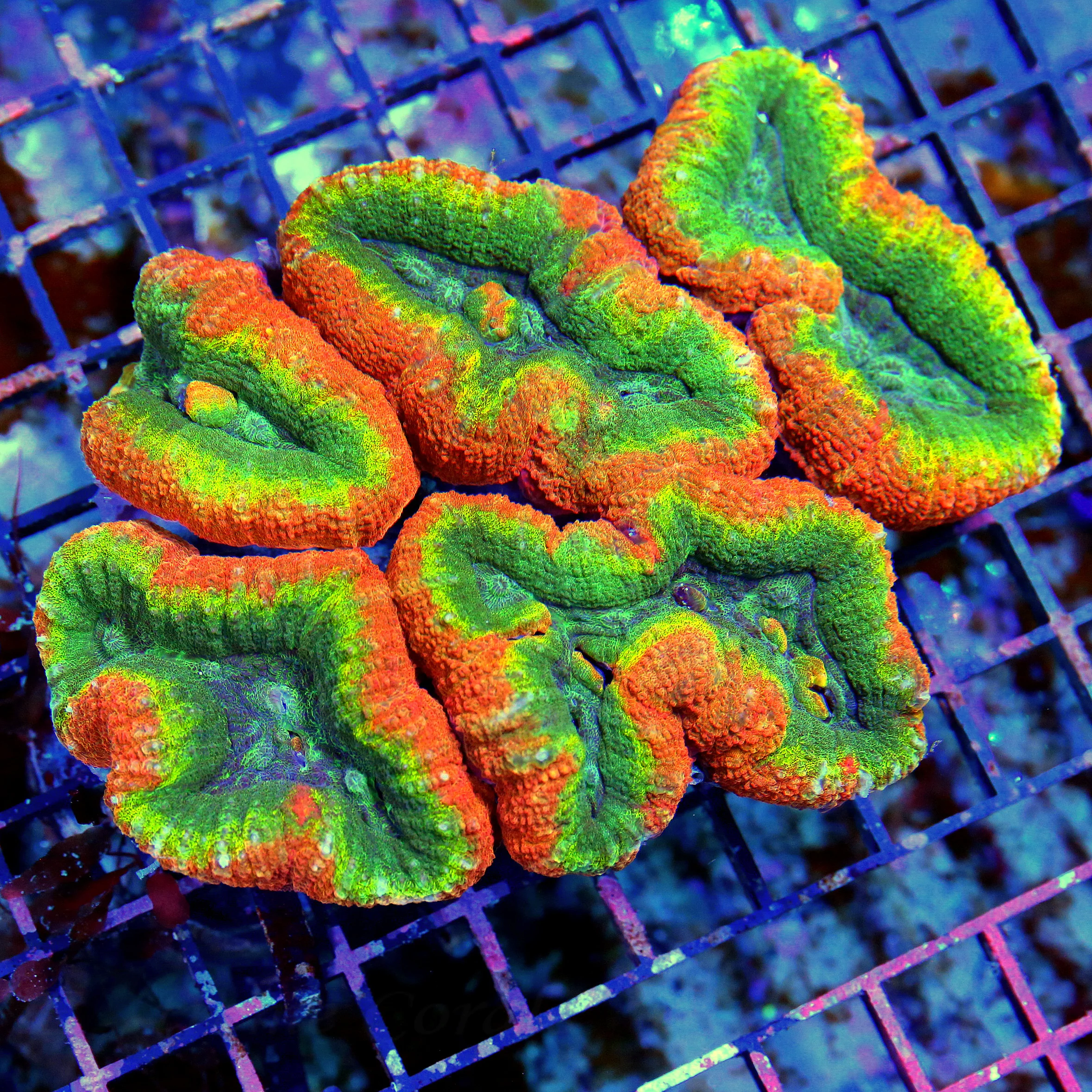 WYSIWYG 6x5 XXL CENTERPIECE OF ANYONES TANK QUAD COLORED XXL ULTRA GRADE AUSSIE RAINBWO LOBOPHYLLIA live coral for sale - Extreme Corals