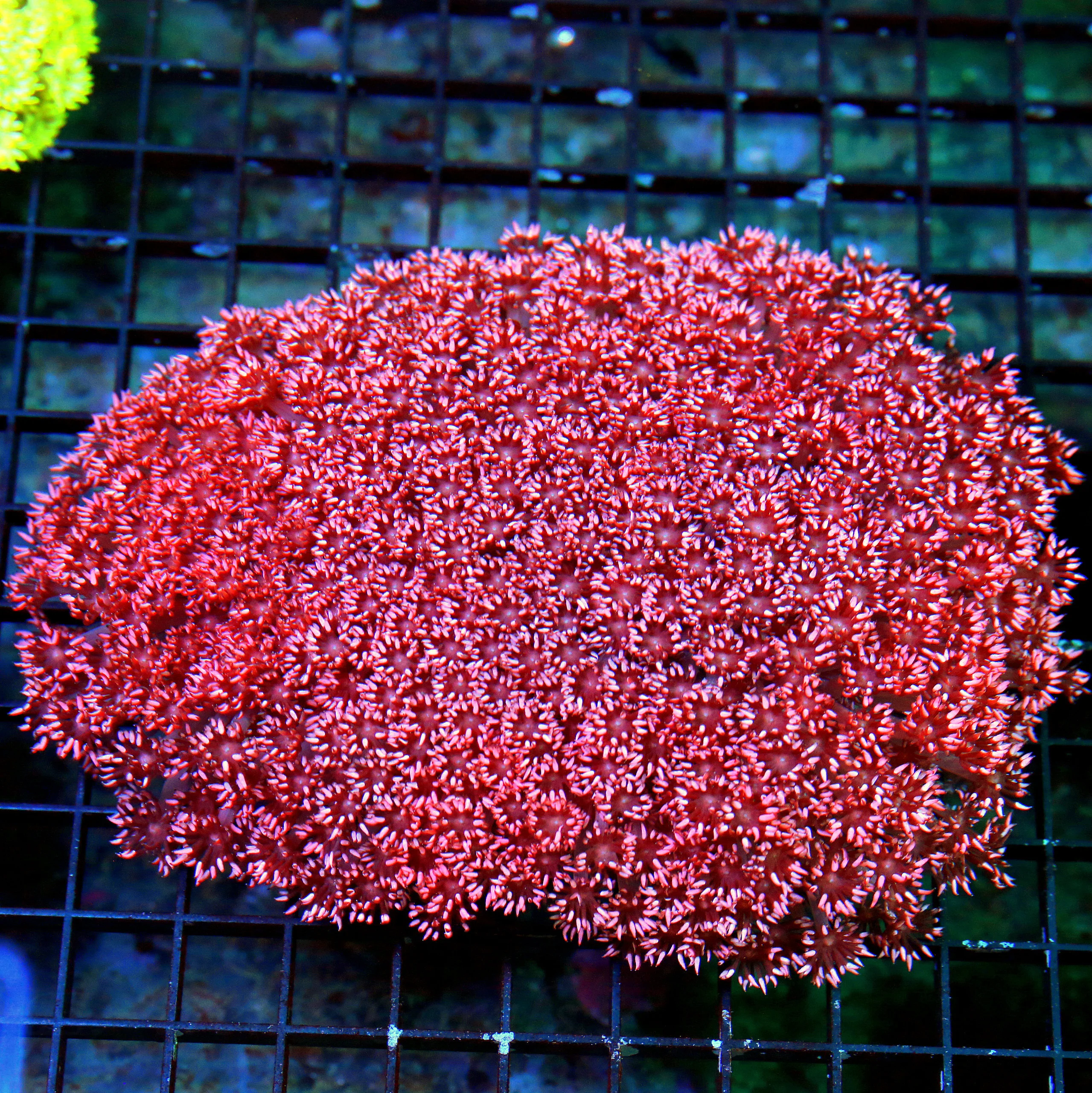 8X7 SHOWSIZE RED AUSSIE GONIOPORA-ULTIMATE CENTERPIECE-WOW!!!