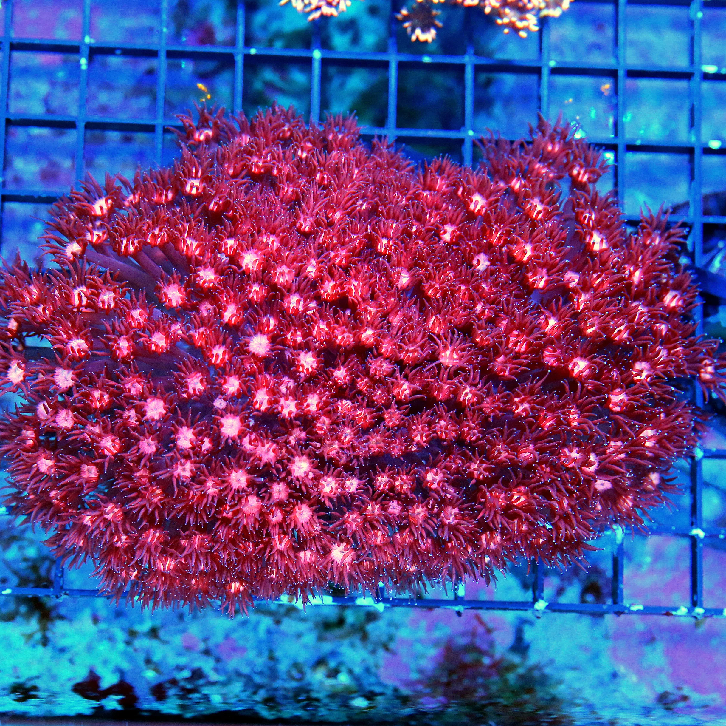 7X5.5 SHOWIZE BRILLIANT FIRECRACKER RED GIANT AUSSIE GONIOPORA-OUTRAGEOUS CENTERPIECE
