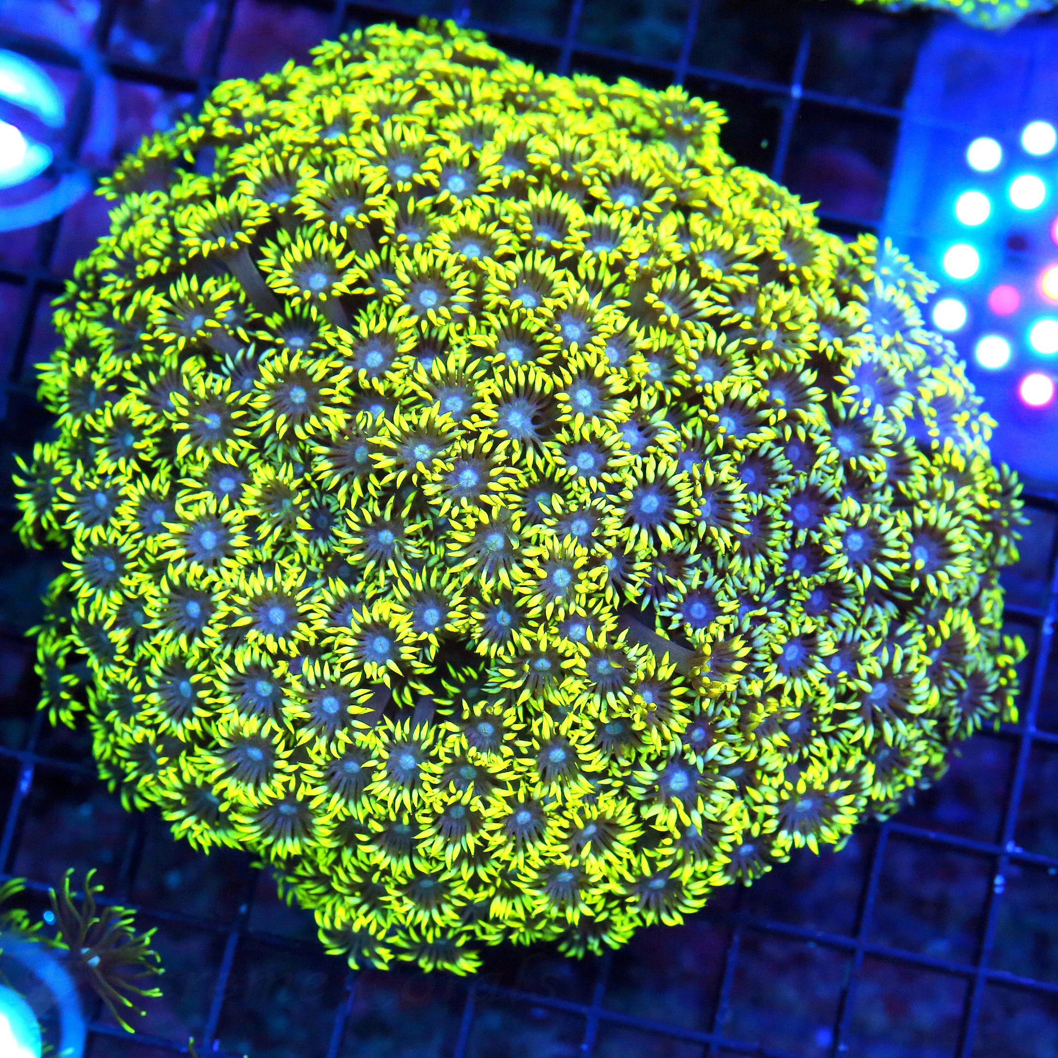 WYSIWYG 6x6 XXL NEON YELLOW SUPER BLUE JEWELED EYD XXL SHOWPIECE GONIOPORA live coral for sale - Extreme Corals