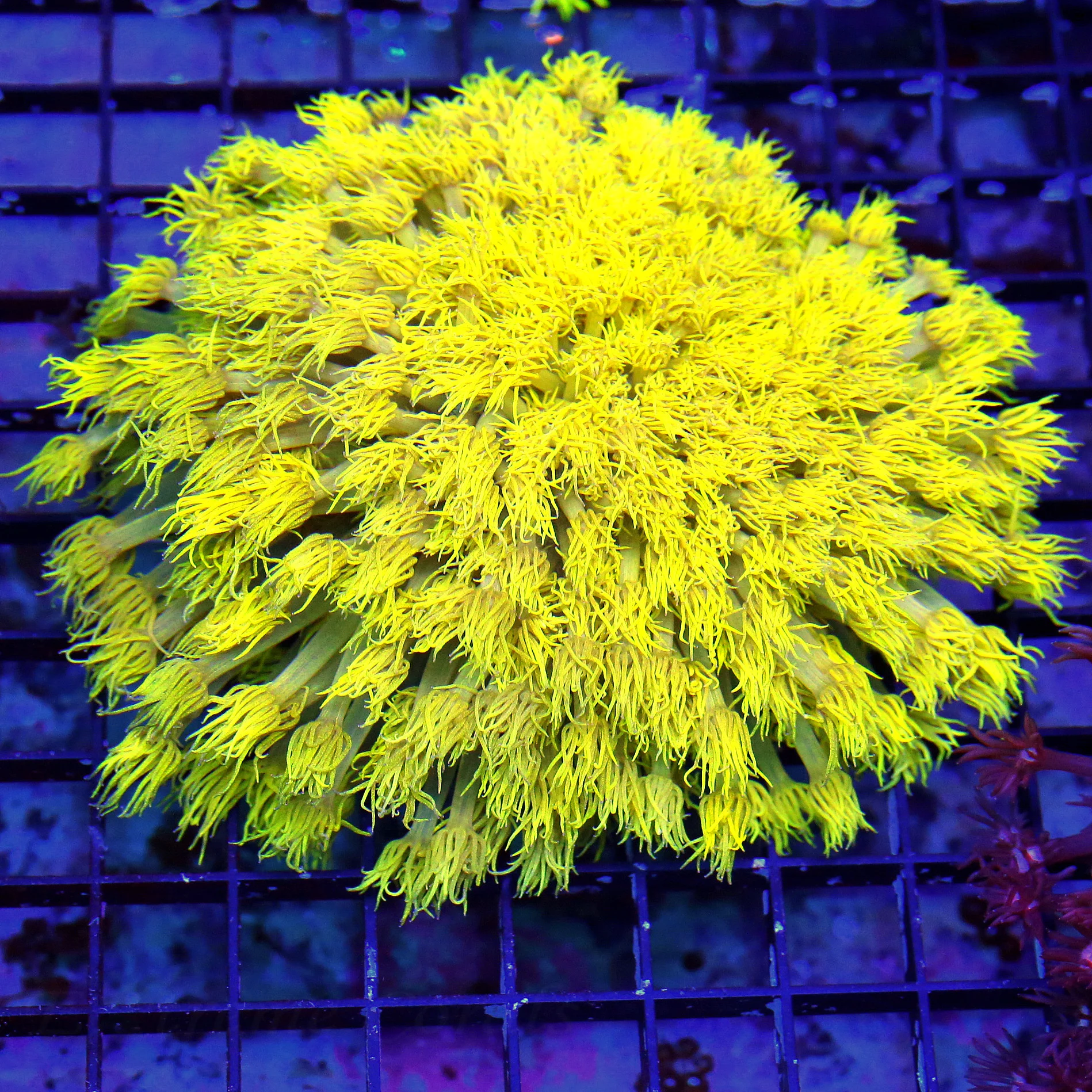 WYSIWYG 6X5 SHOWSIZE HIGHLIGHTER FLORESCENT NEON ULTRA GLOWING YELLOW COLLECTORS ITEM AUSSIE GONIOPORA live coral for sale at Extreme Corals