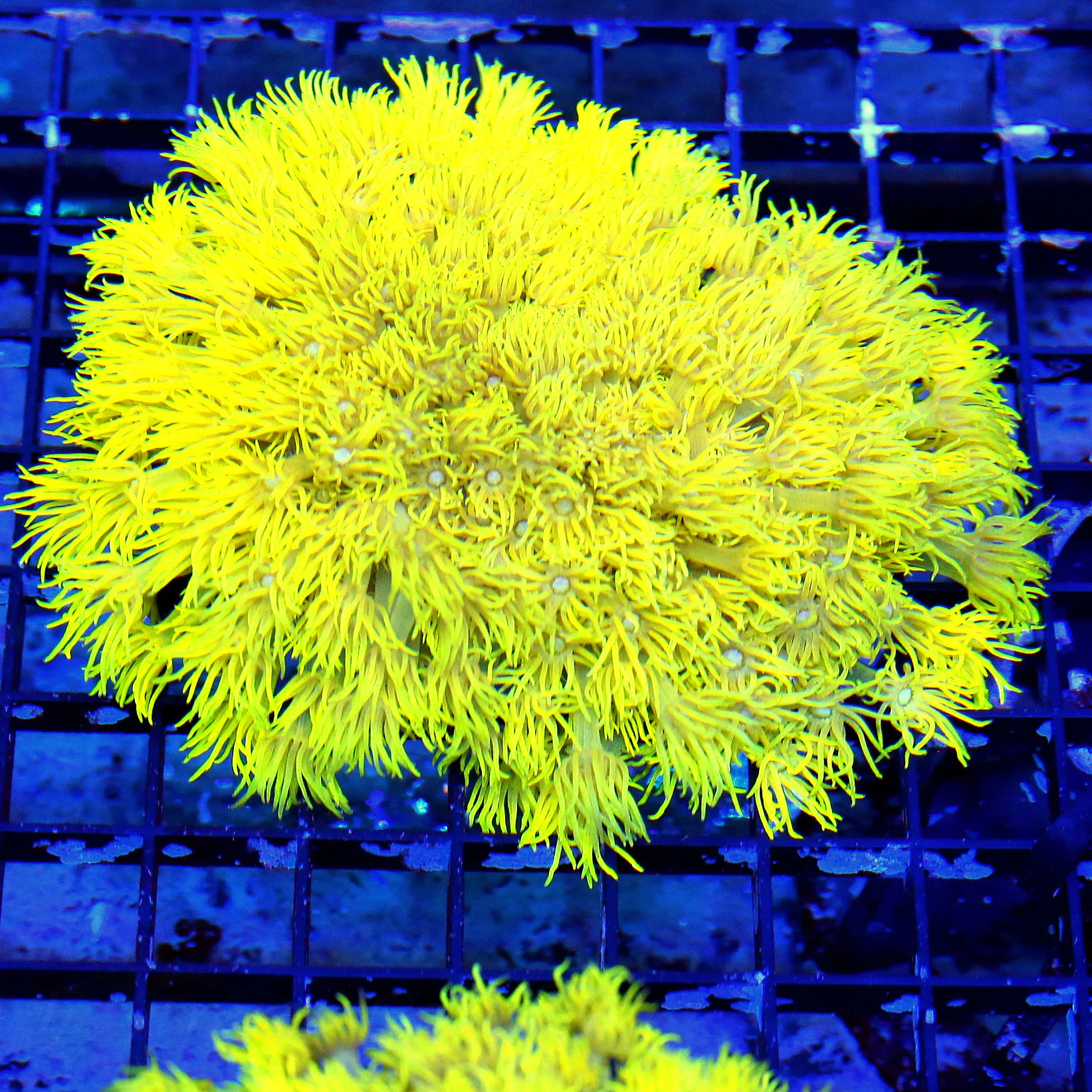 WYSIWYG 5.5X5 SHOWSIZE HIGHLIGHTER FLORESCENT NEON ULTRA GLOWING YELLOW COLLECTORS ITEM AUSSIE GONIOPORA live coral for sale at Extreme Corals