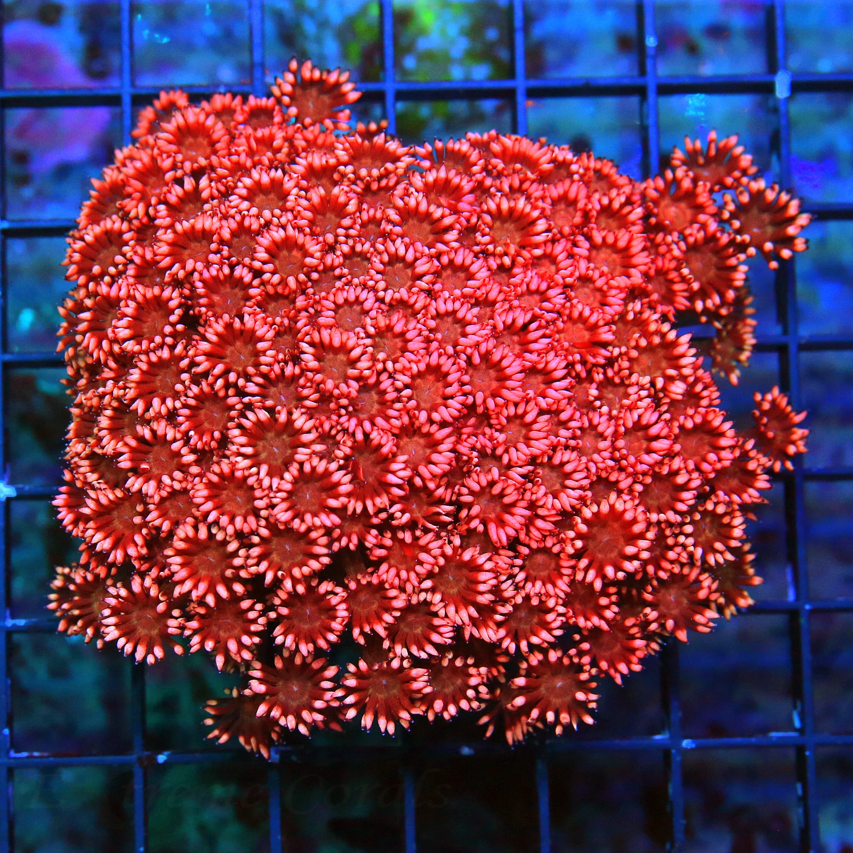 WYSIWYG 5X4 OUT OF THIS WORLD COLLECTOS ITEM MULTICOLORED RED AUSSIE GONIOPORA-INCREDIBLE live coral for sale - Extreme Corals