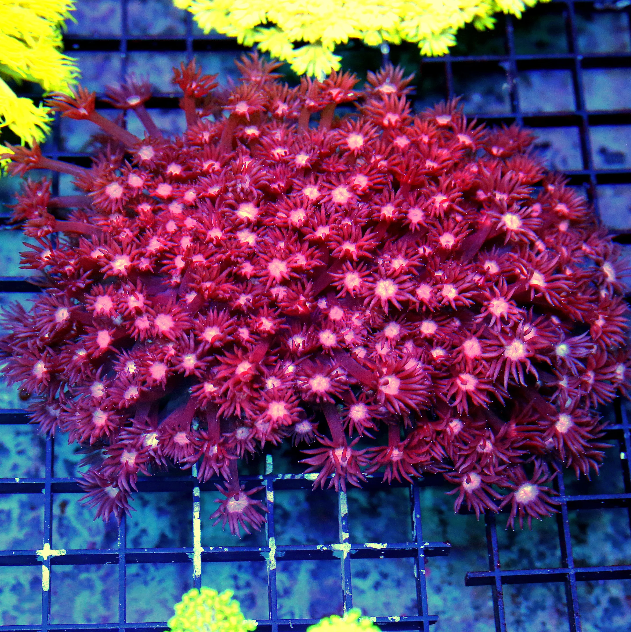 WYSIWYG 6X5 OUT OF THIS WORLD COLLECTOS ITEM MULTICOLORED RED AUSSIE GONIOPORA-INCREDIBLE live coral for sale - Extreme Corals