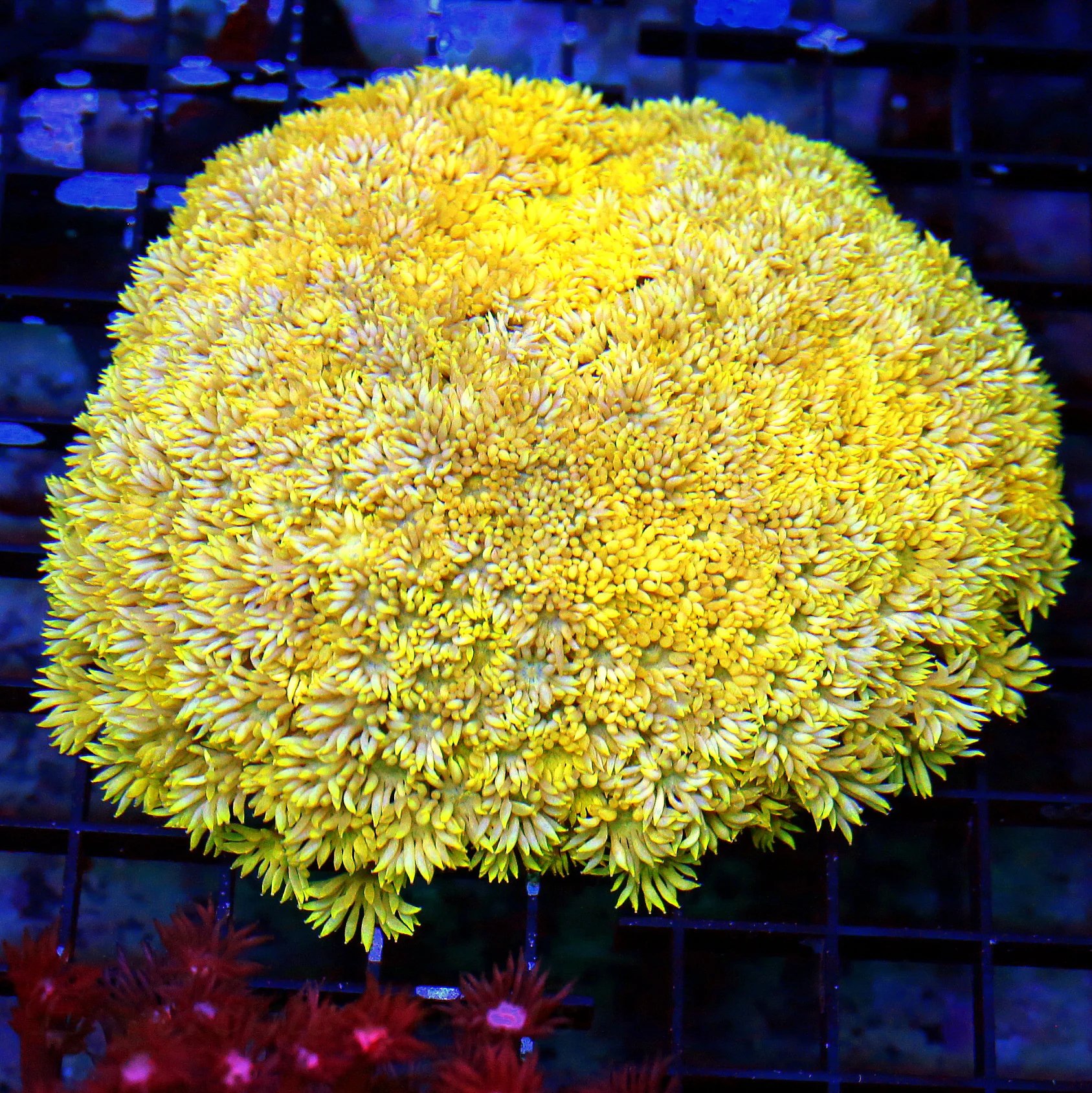 WYSIWYG 6X6 SHOWSIZE HIGHLIGHTER FLORESCENT NEON ULTRA GLOWING LEMON YELLOW COLLECTORS ITEM AUSSIE GONIOPORA live coral for sale - Extreme Corals