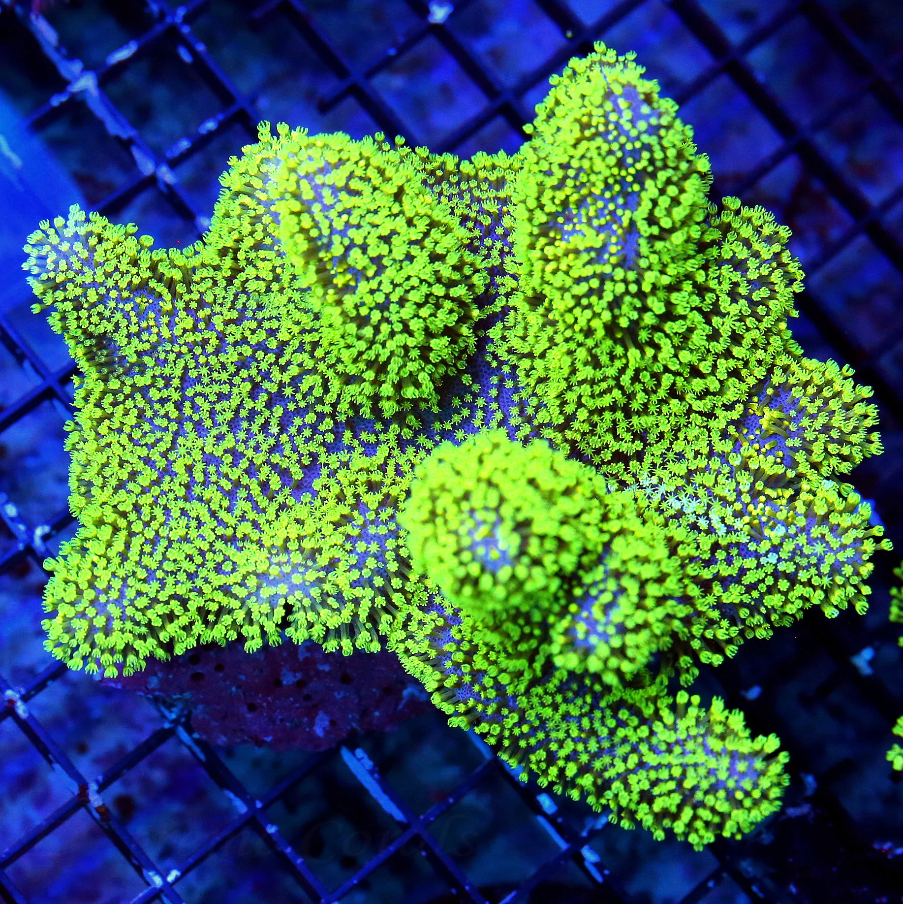 WYSIWYG 6X5 OUT OF THIS WORLD NEO NEON GREEN AND PURPLE XXL AUSSIE CROWN LEATHER-AWESOME live coral for sale - Extreme Corals