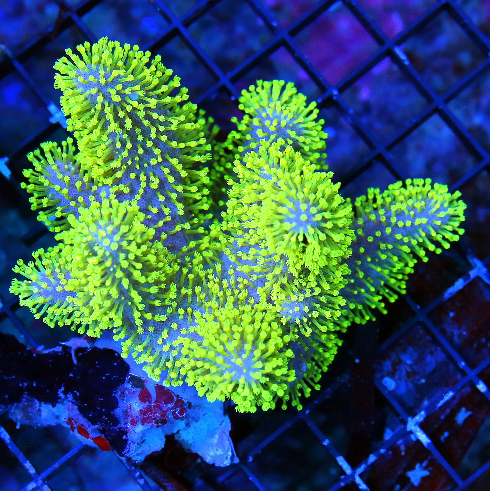 WYSIWYG 4.5X4.5 OUT OF THIS WORLD NEO NEON GREEN AND PURPLE XXL AUSSIE CROWN LEATHER-AWESOME live coral for sale - Extreme Corals