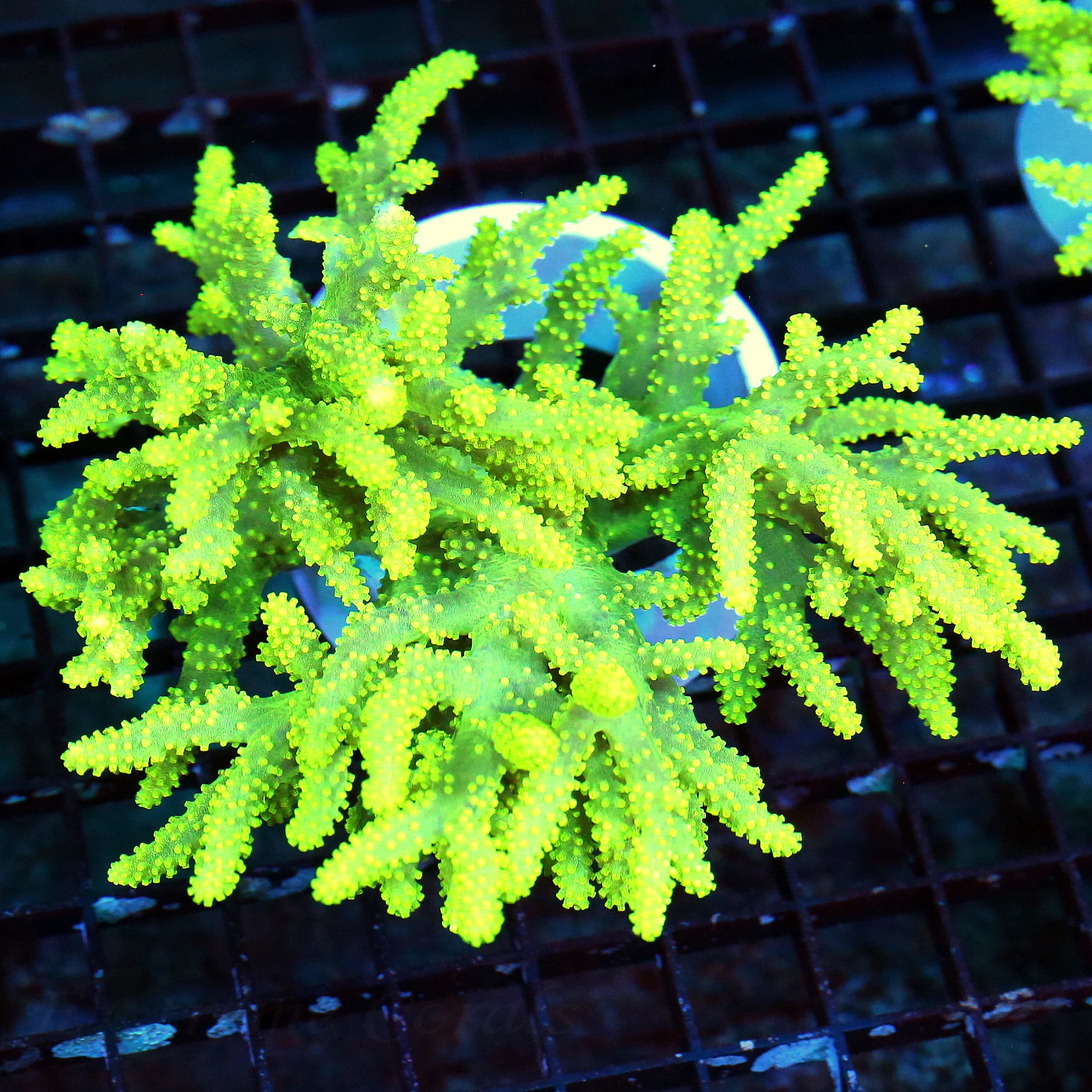 WYSIWYG 7X6 SUPER NEON LEMONLIME YELLOW HUGE SPAGHETTI LEATHER NOT FULLY OPEN IN PHOTO live coral for sale - Extreme Corals