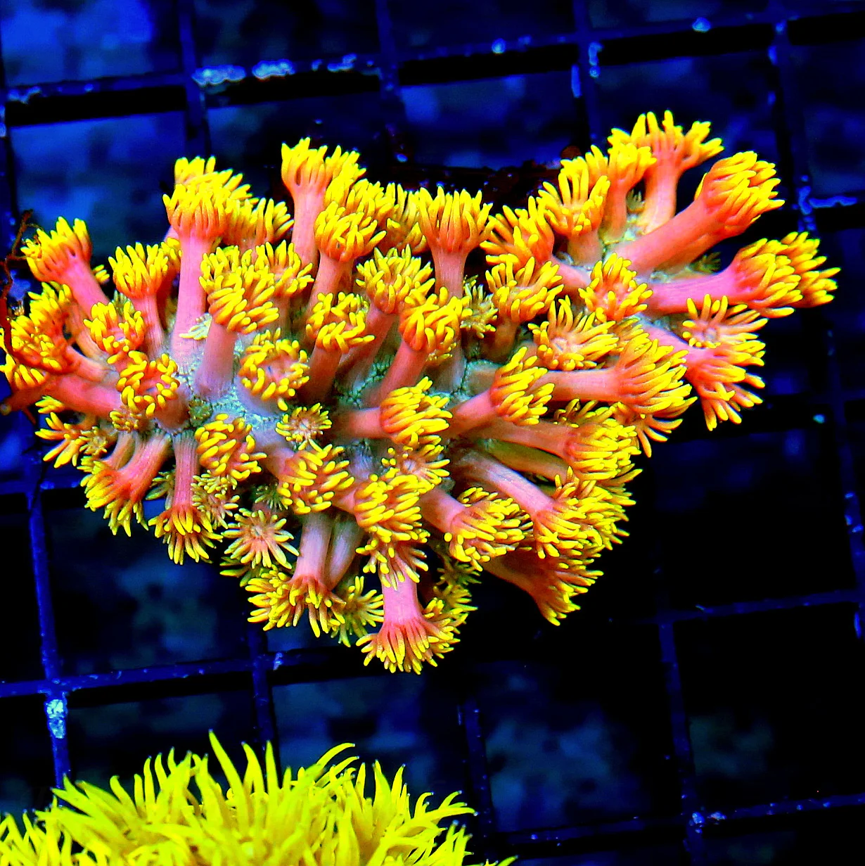 WYSIWYG 3 INCH COLLECTORS ITEM RAINBOW GONIOPORA-VERY VERY SPECIAL SPECIMEN live coral for sale - Extreme Corals