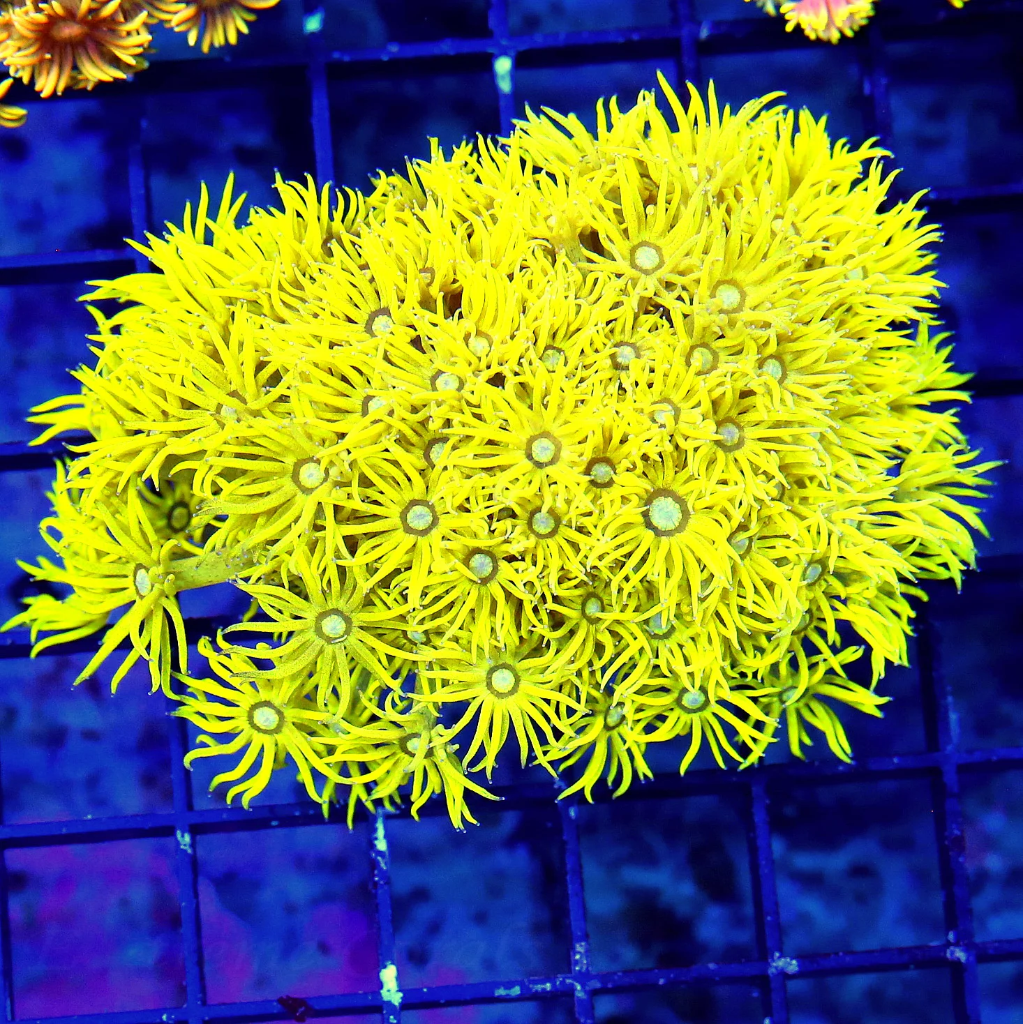 WYSIWYG 4X3 HIGHLIGHTER FLORESCENT NEON ULTRA GLOWING YELLOW COLLECTORS ITEM AUSSIE GONIOPORA live coral for sale - Extreme Corals