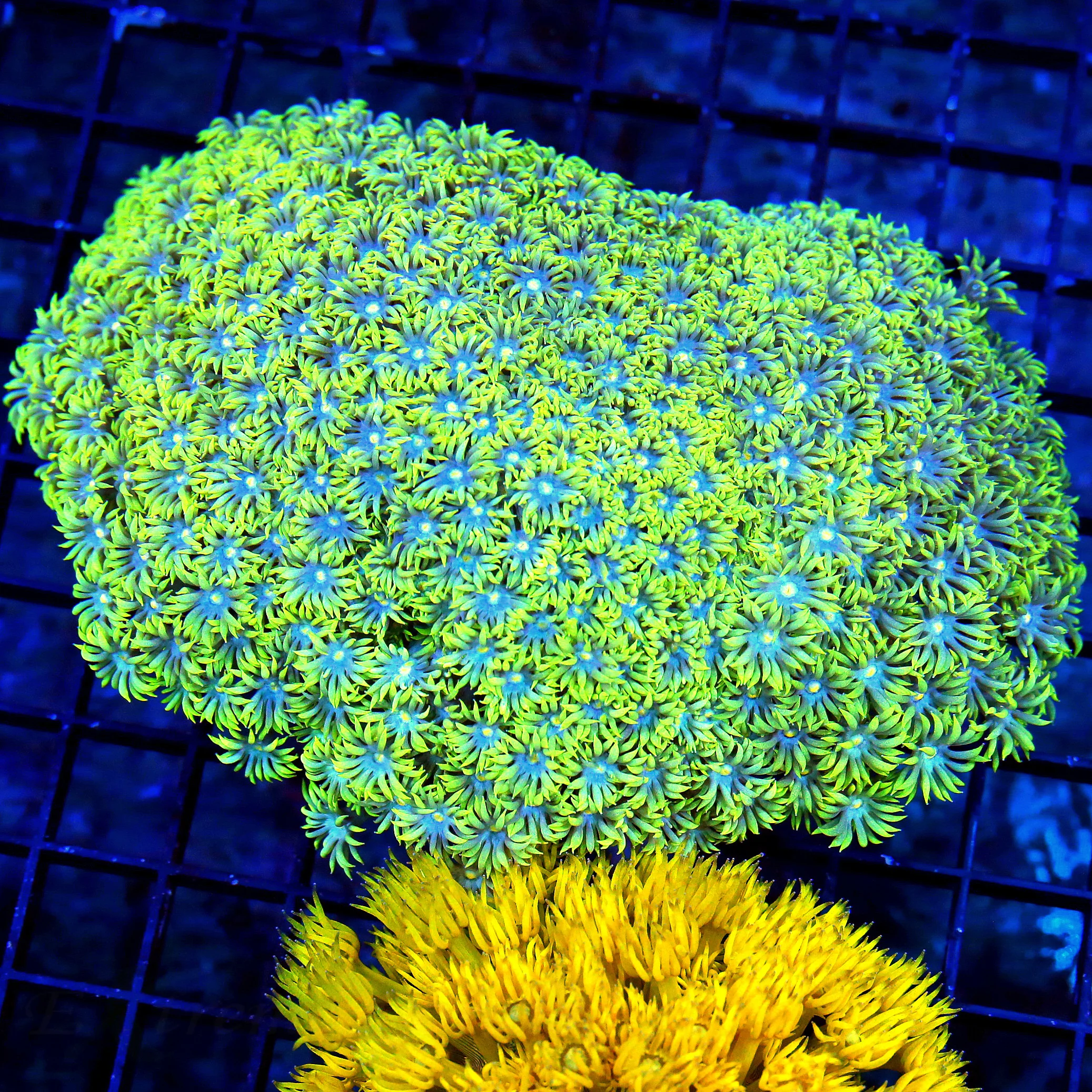WYSIWYG 6x5 XXL NEON YELLOW SUPER BLUE JEWELED EYD XXL SHOWPIECE GONIOPORA live coral for sale - Extreme Corals