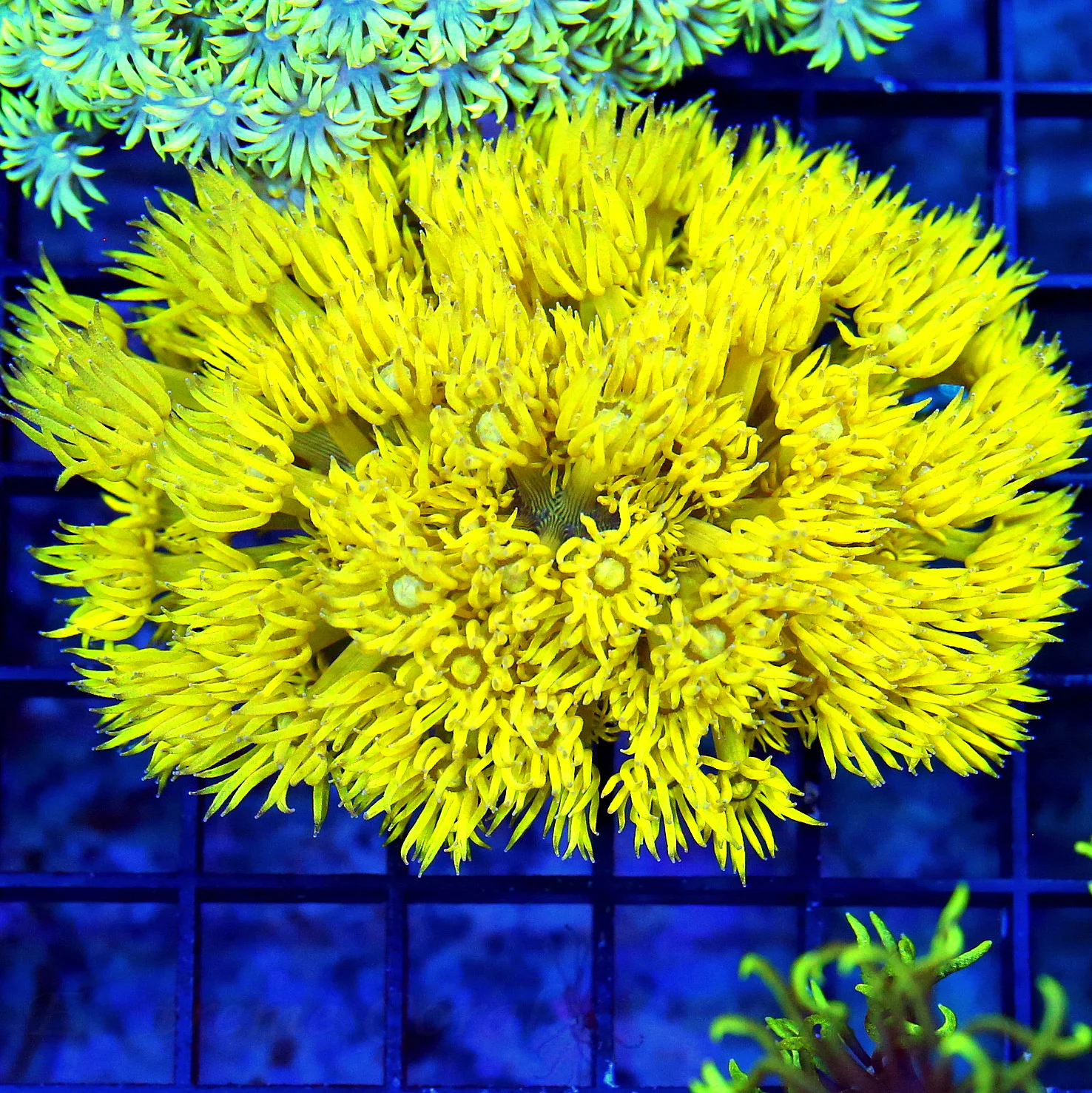 WYSIWYG 4X3 HIGHLIGHTER FLORESCENT NEON ULTRA GLOWING YELLOW COLLECTORS ITEM AUSSIE GONIOPORA live coral for sale - Extreme Corals