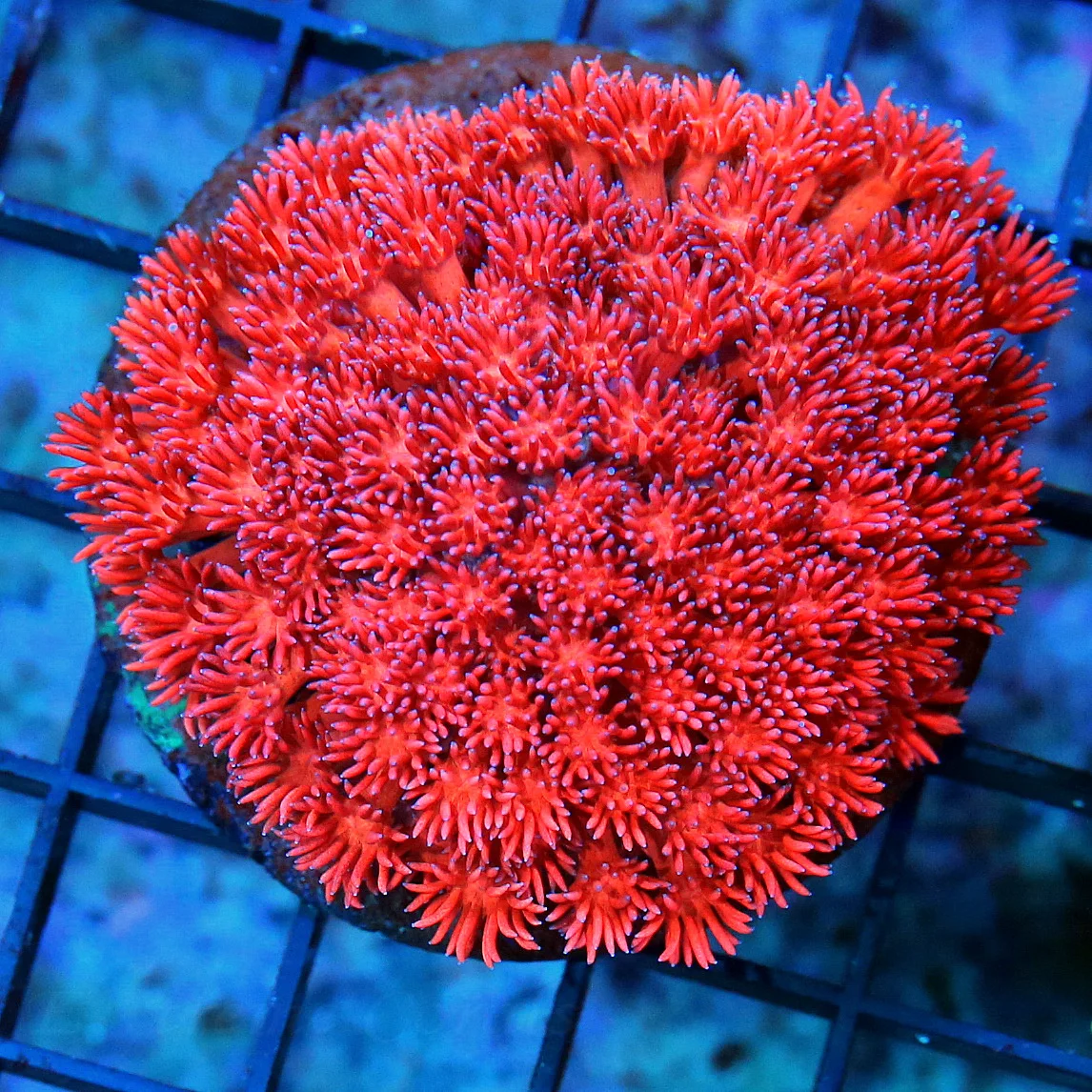WYSIWYG 3.5 INCH FIREENGINE RED ULTRA COLORED CHERRY BOMB AUSSIE GONIOPORA-AWESOME live coral for sale - Extreme Corals