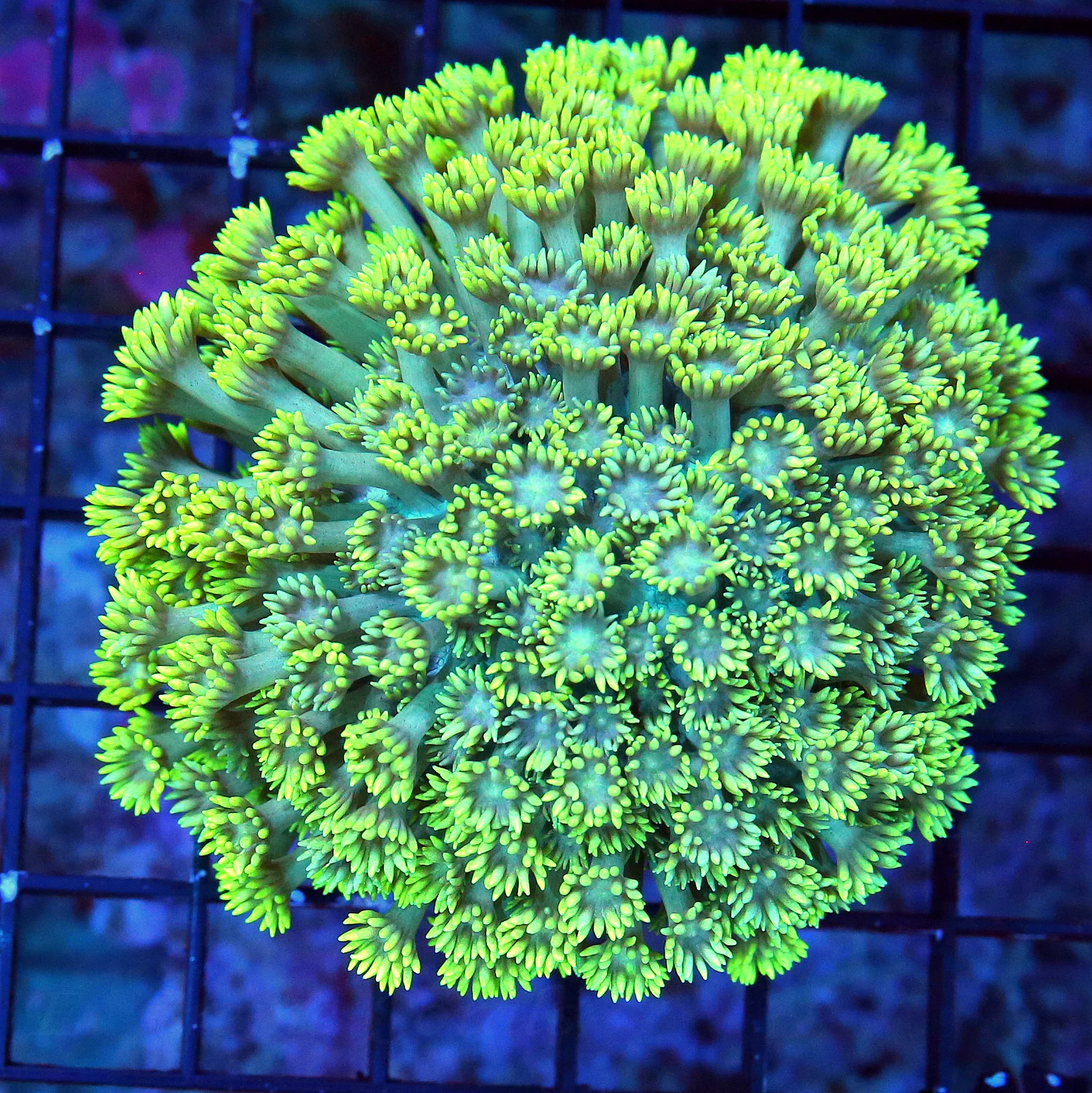 WYSIWYG 4X4 BLUE JEWELED EYED LEMON LIME GREEN ULTRA COLORED FANCY AUSSIE ULTRA GONIOPORA live coral for sale - Extreme Corals