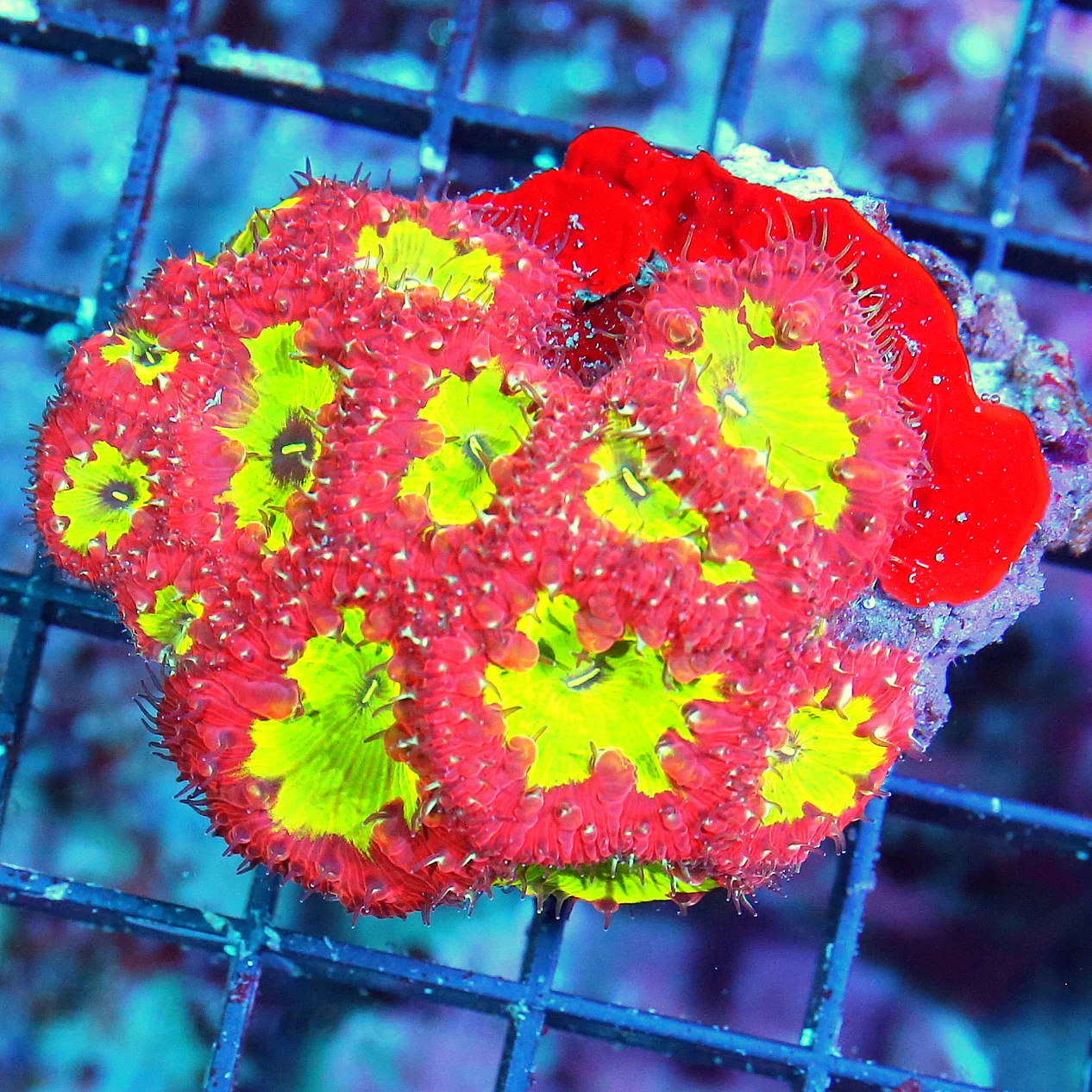 WYSIWYG SCOTT'S HANDPICKED EXTREMELY HARD TO GET RARE COLORED BLASTOMUSSA WELLSI live coral for sale - Extreme Corals