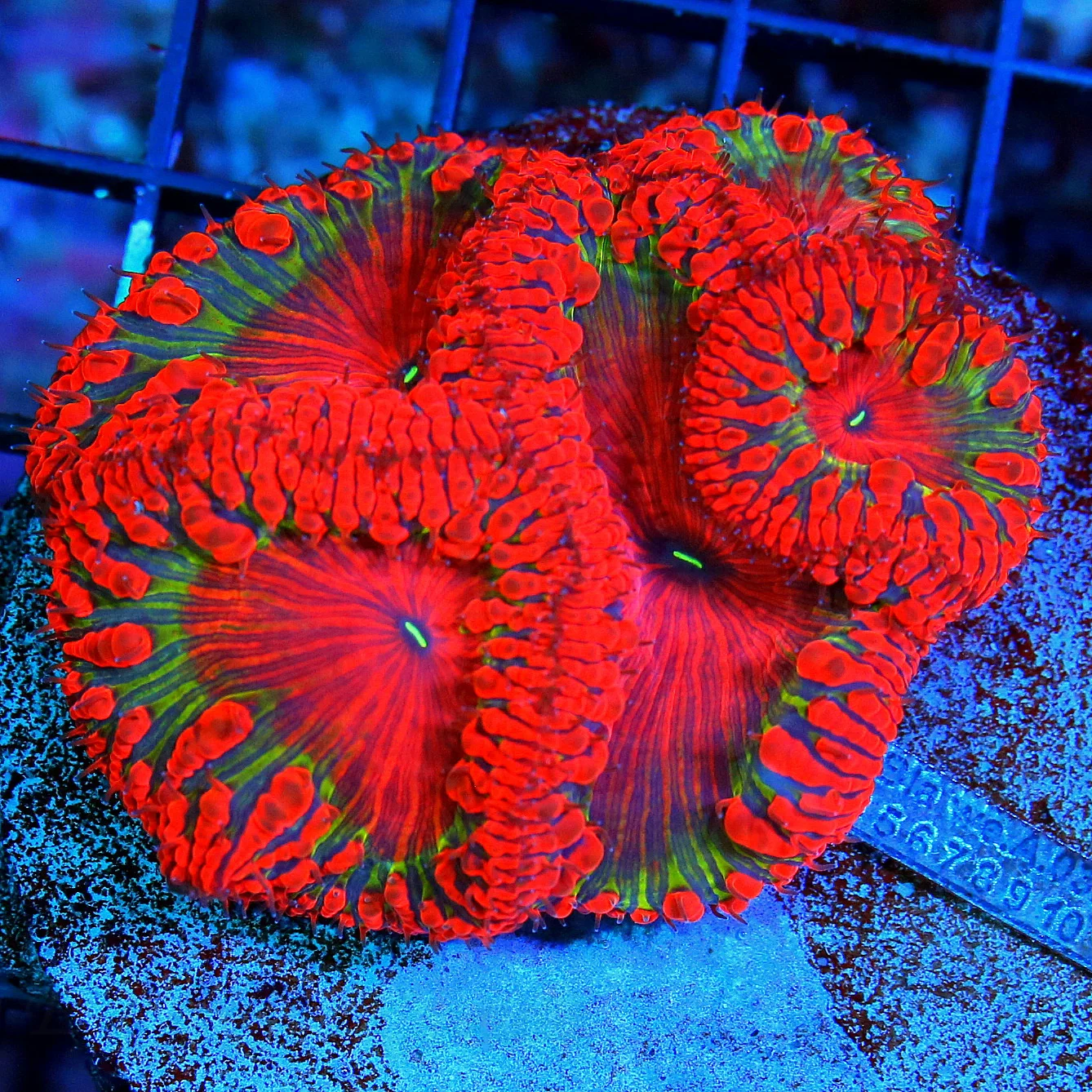WYSIWYG SCOTT'S HANDPICKED EXTREMELY HARD TO GET RARE COLORED BLASTOMUSSA WELLSI live coral for sale - Extreme Corals