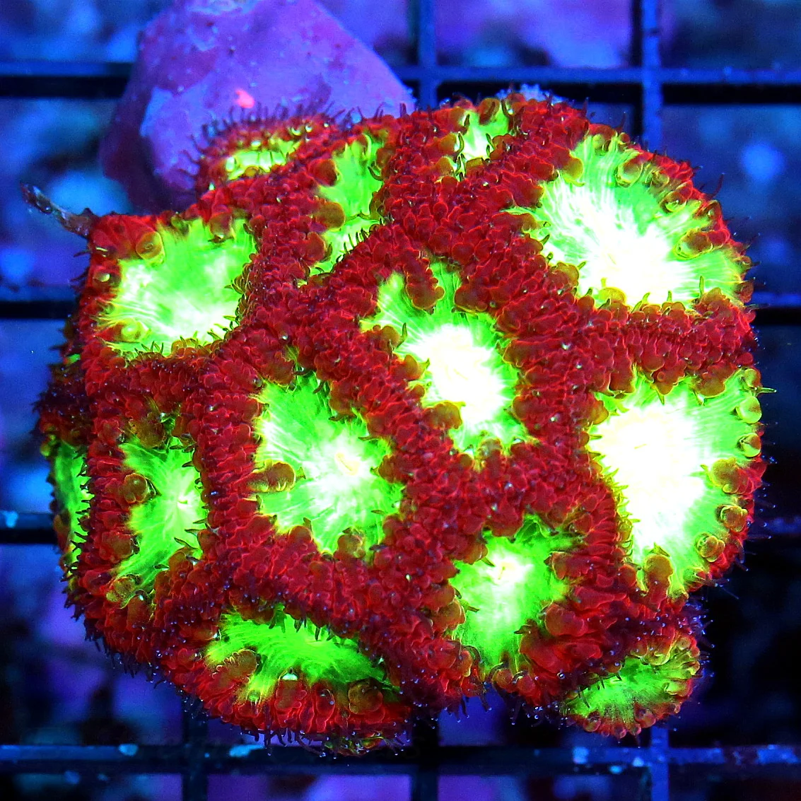 WYSIWYG SCOTT'S HANDPICKED EXTREMELY HARD TO GET RARE COLORED BLASTOMUSSA WELLSI live coral for sale - Extreme Corals