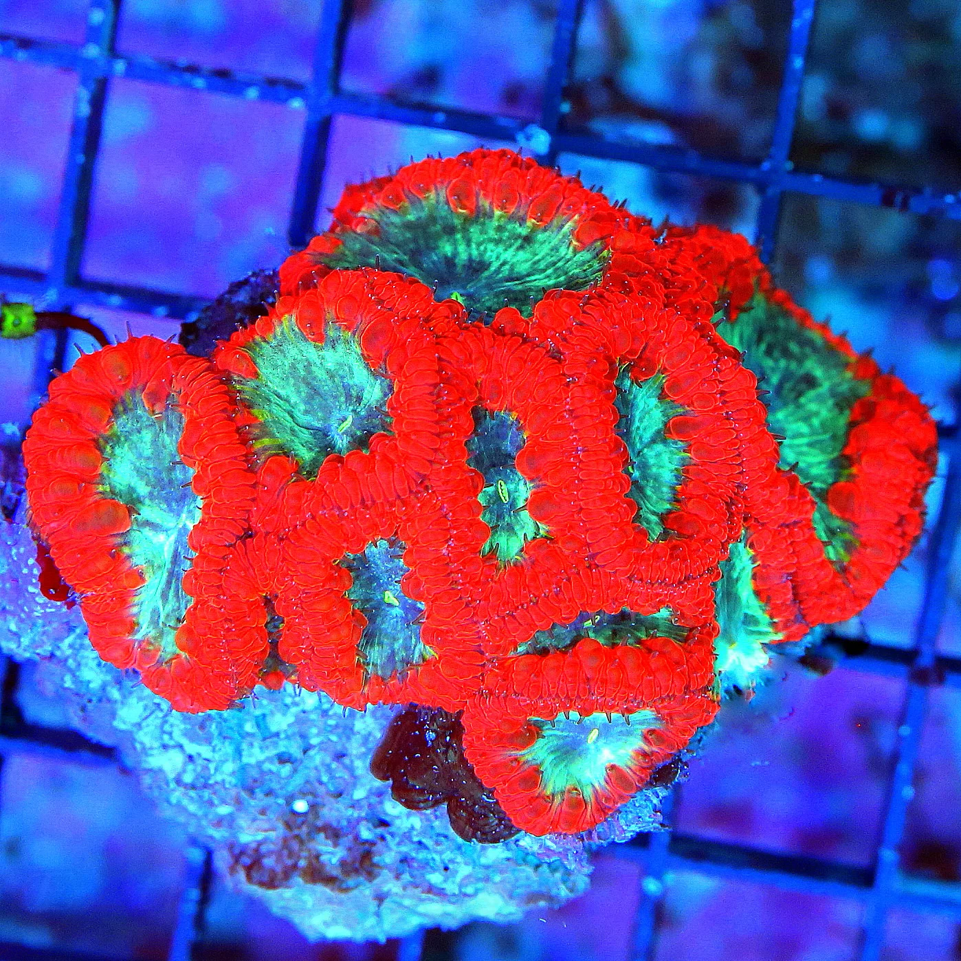 WYSIWYG SCOTT'S HANDPICKED EXTREMELY HARD TO GET RARE COLORED BLASTOMUSSA WELLSI live coral for sale - Extreme Corals