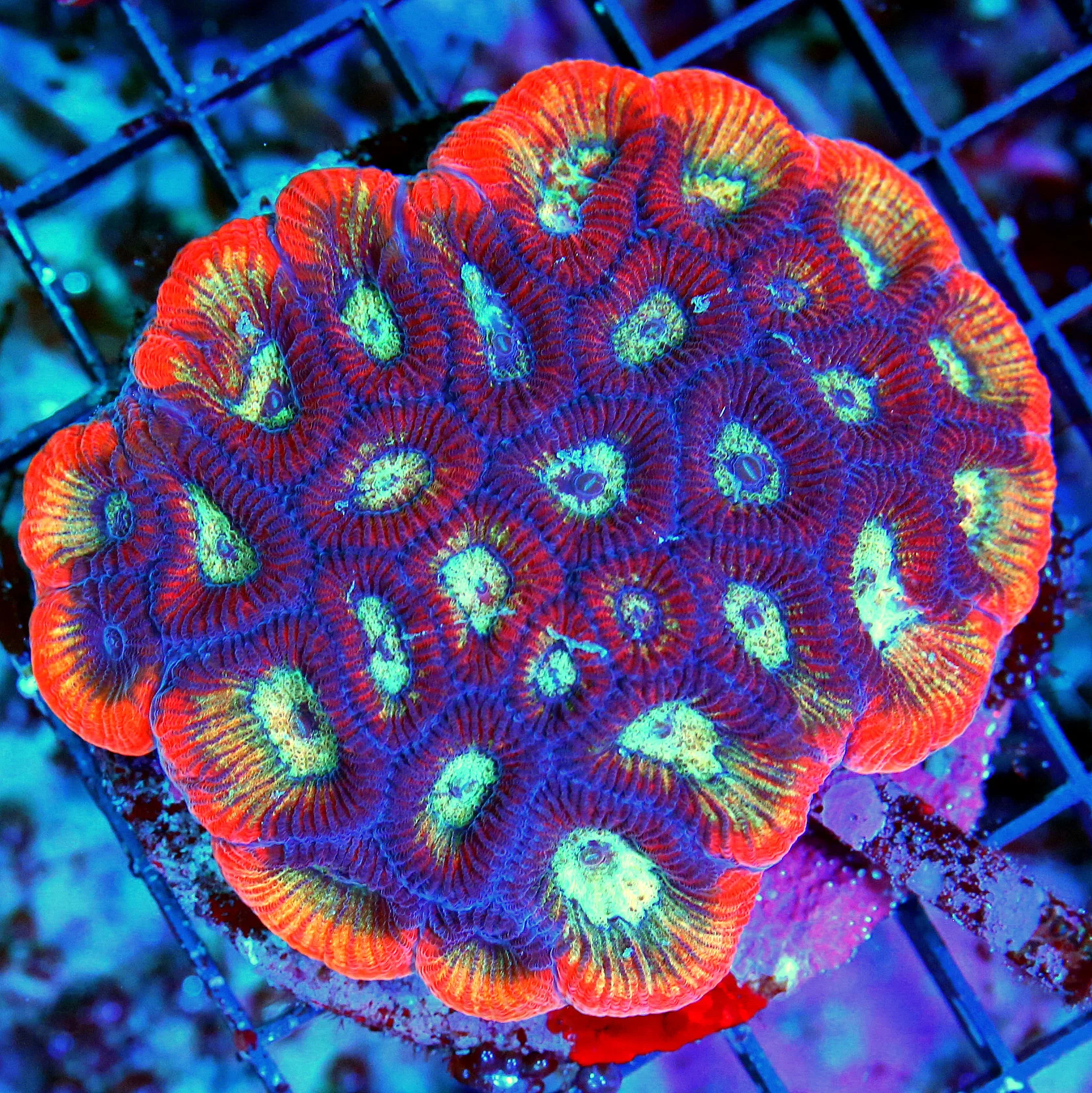 WYSIWYG 3.5X3 "COLLECTORS ITEM" VERY VERY RARE RED RIMMED "JOLLY RANCHER FAVIA" INSANE!! live coral for sale - Extreme Corals