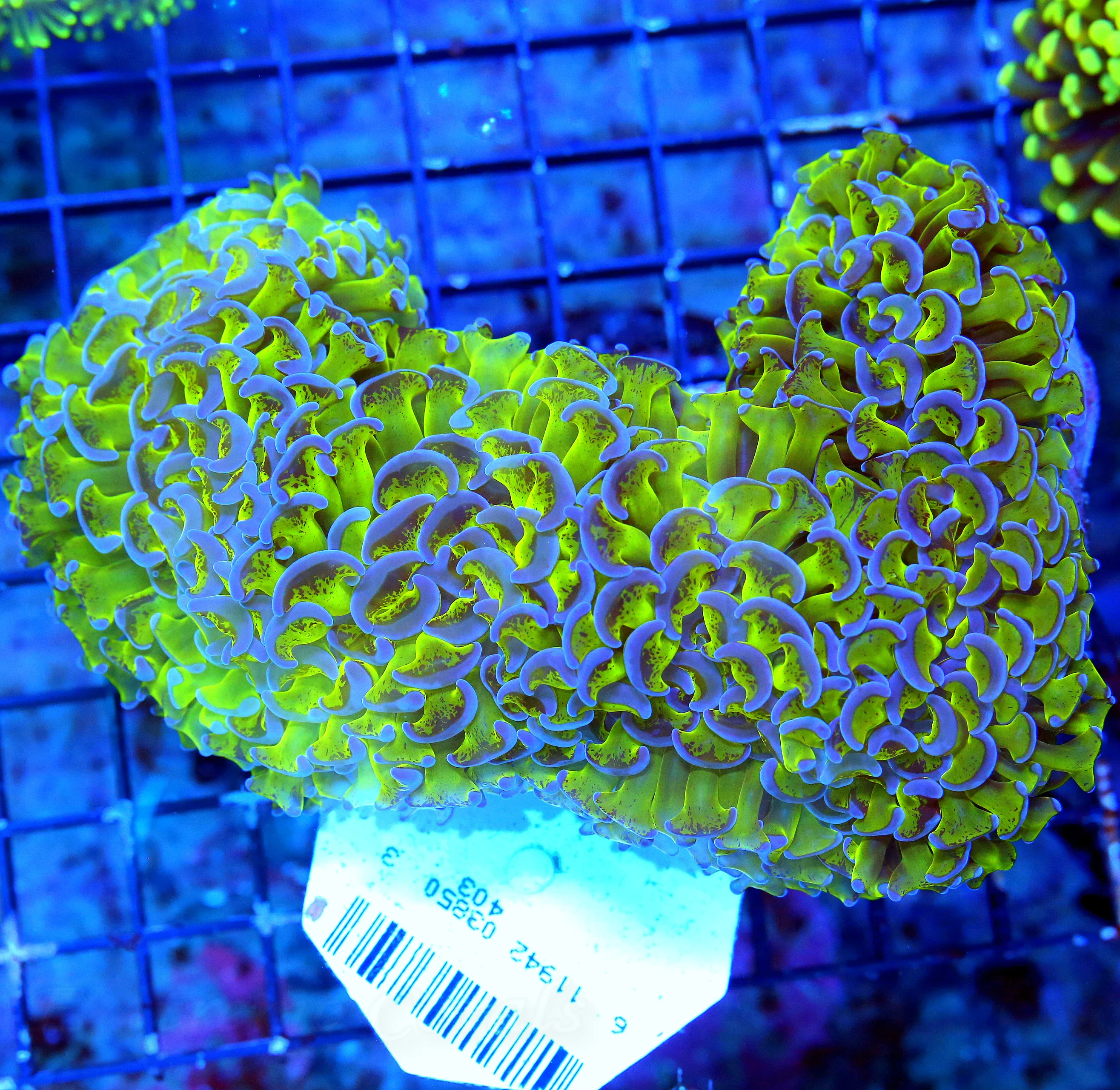 WYSIWYG 7X4.5 XL SUPER NEON TOXIC GREEN TENTACLED PURPLE TIPPED ULTRA AUSSIE HAMMER live coral for sale - Extreme Corals